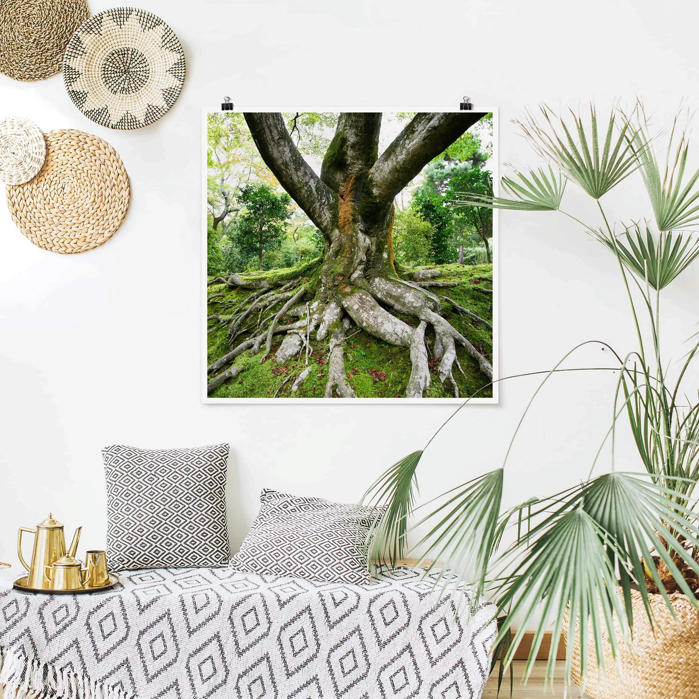 Poster Natur & Landschaft - Quadrat Alter Baum günstig online kaufen