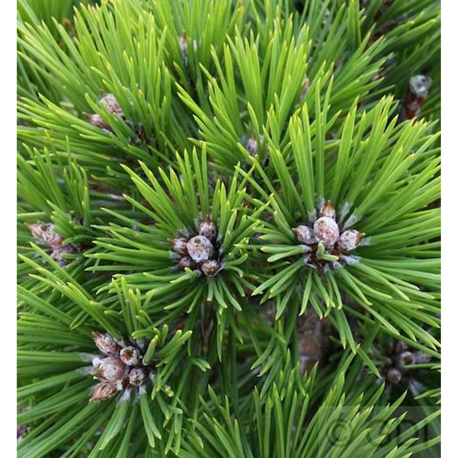 Hochstamm Japanische Rotkiefer Low Glow 40-60cm - Pinus densiflora günstig online kaufen