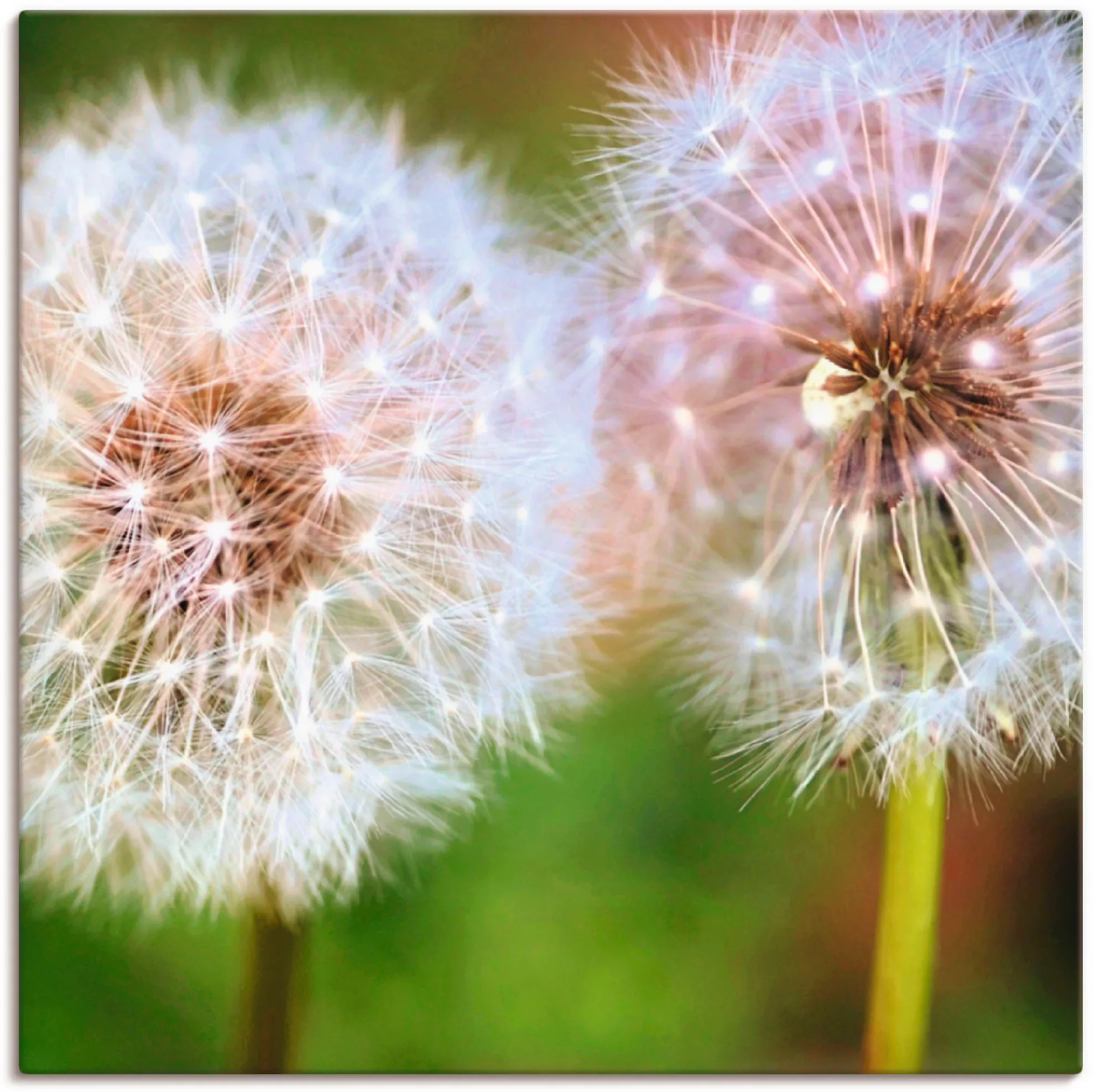Artland Leinwandbild "Pusteblume Zweisamkeit", Blumen, (1 St.) günstig online kaufen