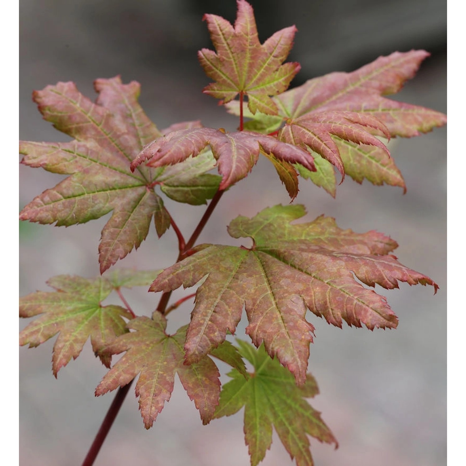 Fächer Ahorn Burgundy Lace 100-125cm - Acer palmatum günstig online kaufen