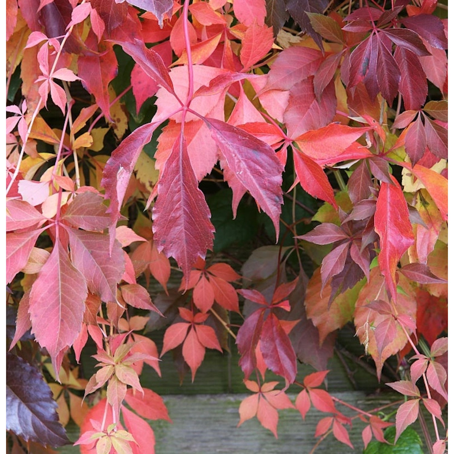 Selbstkletternde Jungfernrebe 100-125cm - Parthenocissus quinquefolia günstig online kaufen