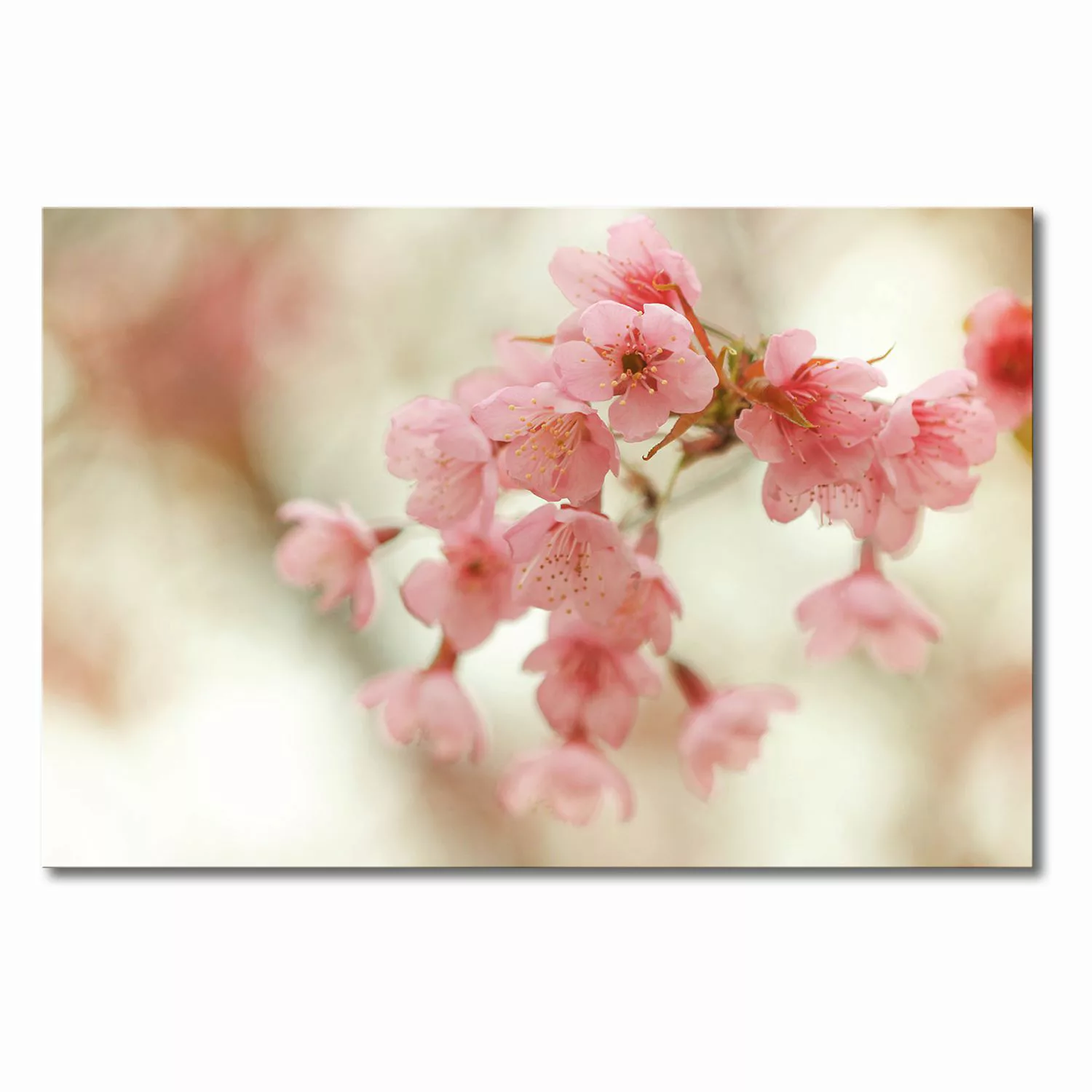 home24 Leinwandbild Cherry Blossoms günstig online kaufen