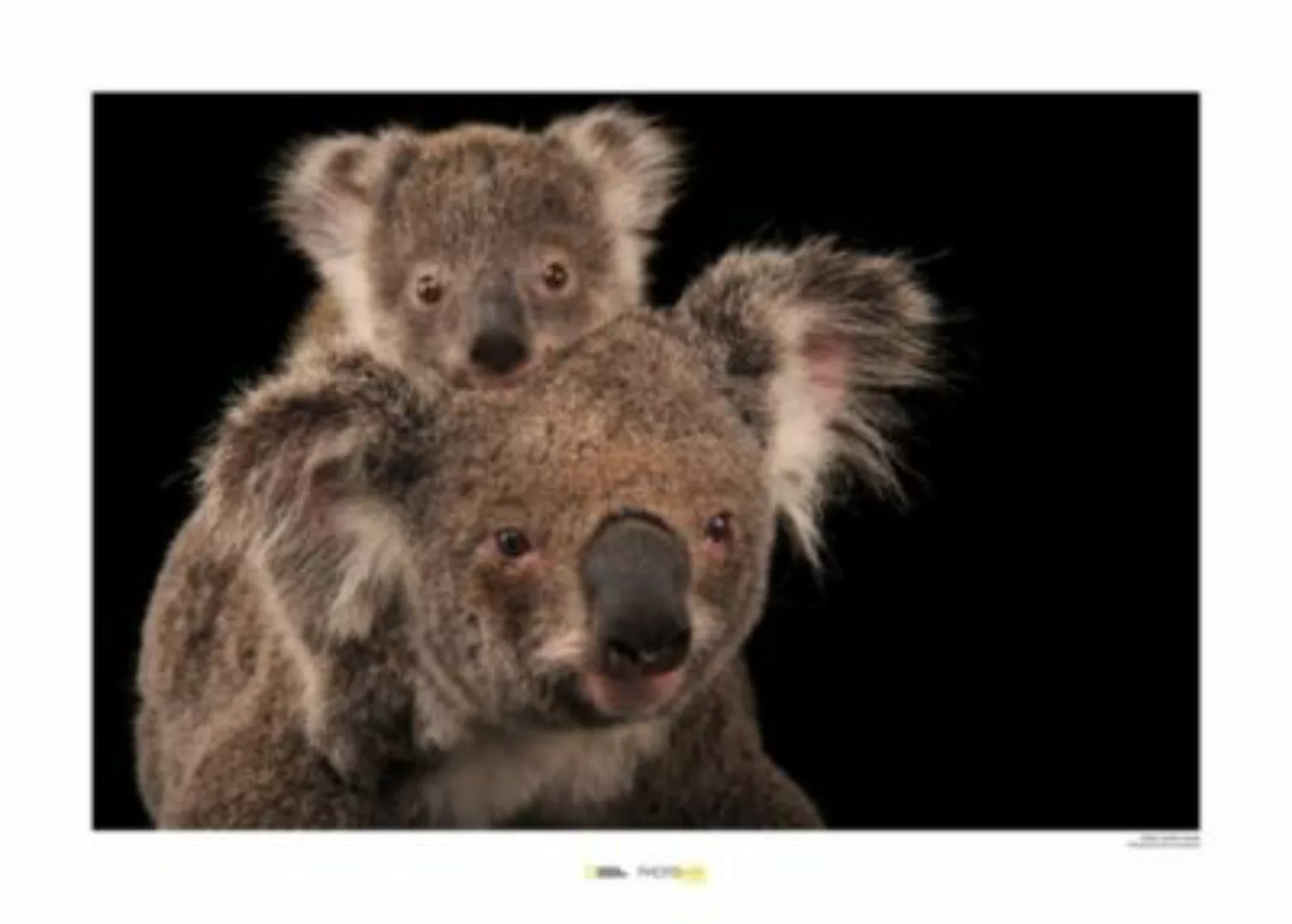 KOMAR Wandbild - Koala Bear - Größe: 70 x 50 cm mehrfarbig Gr. one size günstig online kaufen