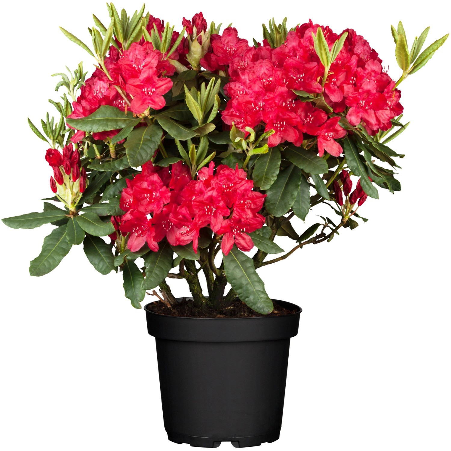 OBI Rhododendron Nova Zembla Rot Höhe ca. 30 - 40 cm Topf ca. 5 l Rhododend günstig online kaufen