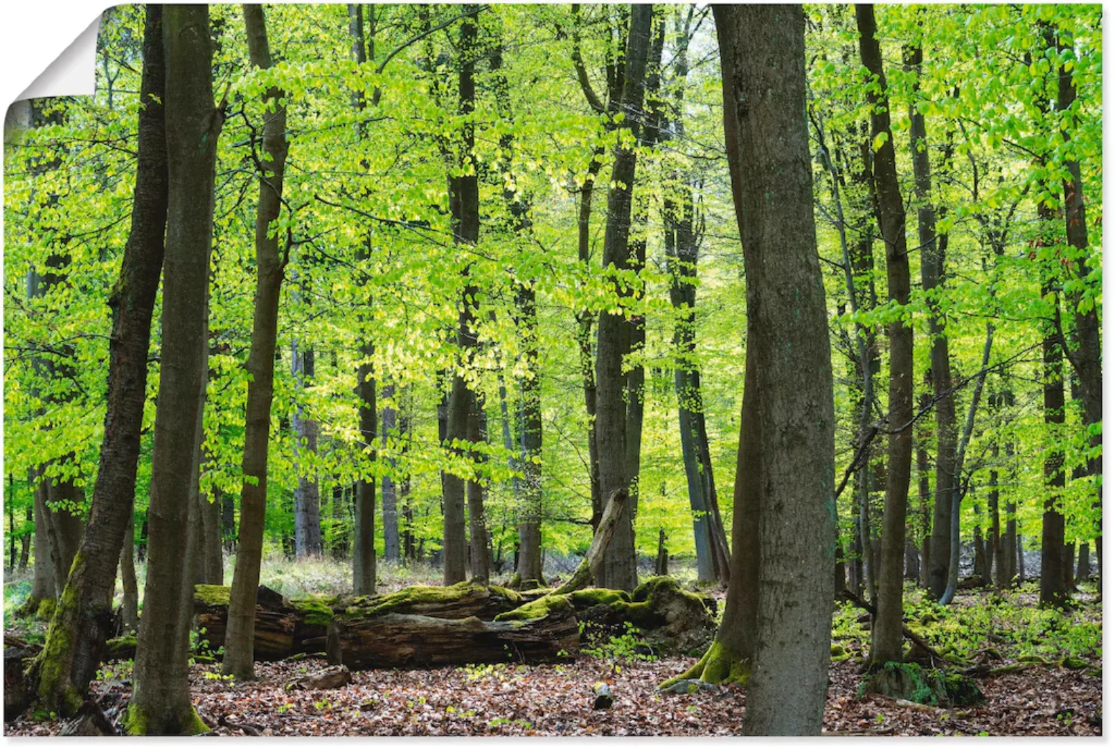 Artland Poster »Laubwald im Frühjahr«, Wald, (1 St.) günstig online kaufen