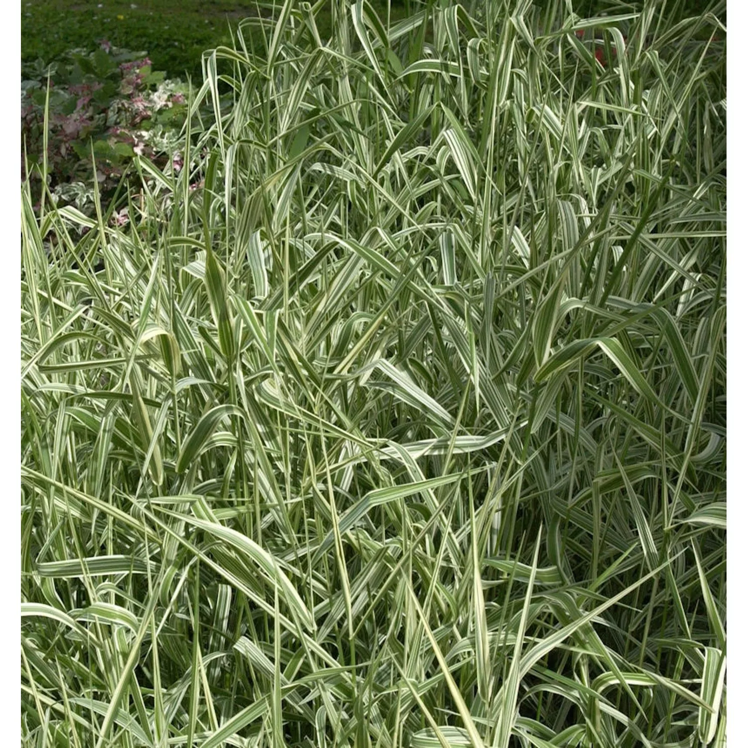 Buntes Glanzgras - Phalaris arundinacea günstig online kaufen