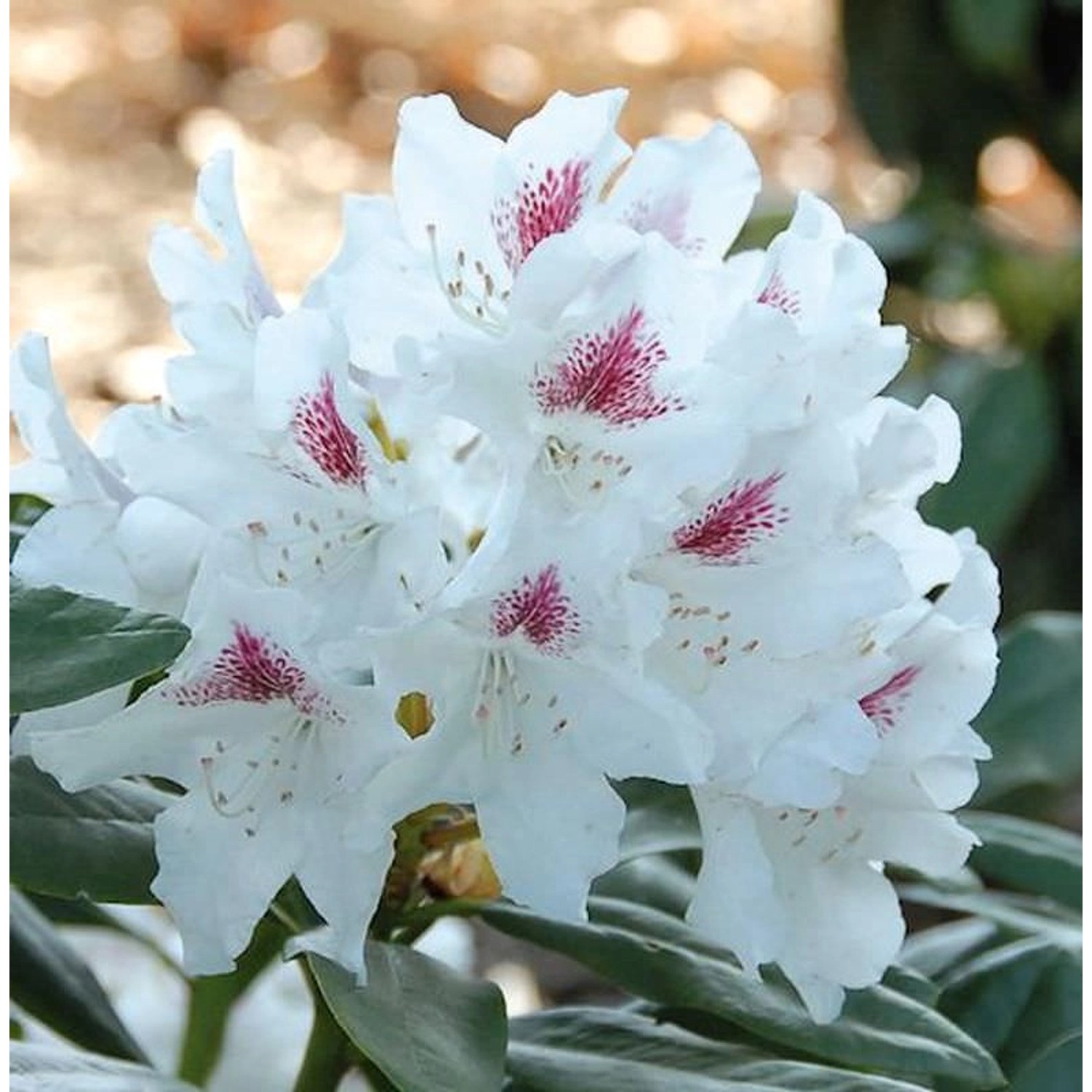 Großblumige Rhododendron Schneeauge 30-40cm - Alpenrose günstig online kaufen