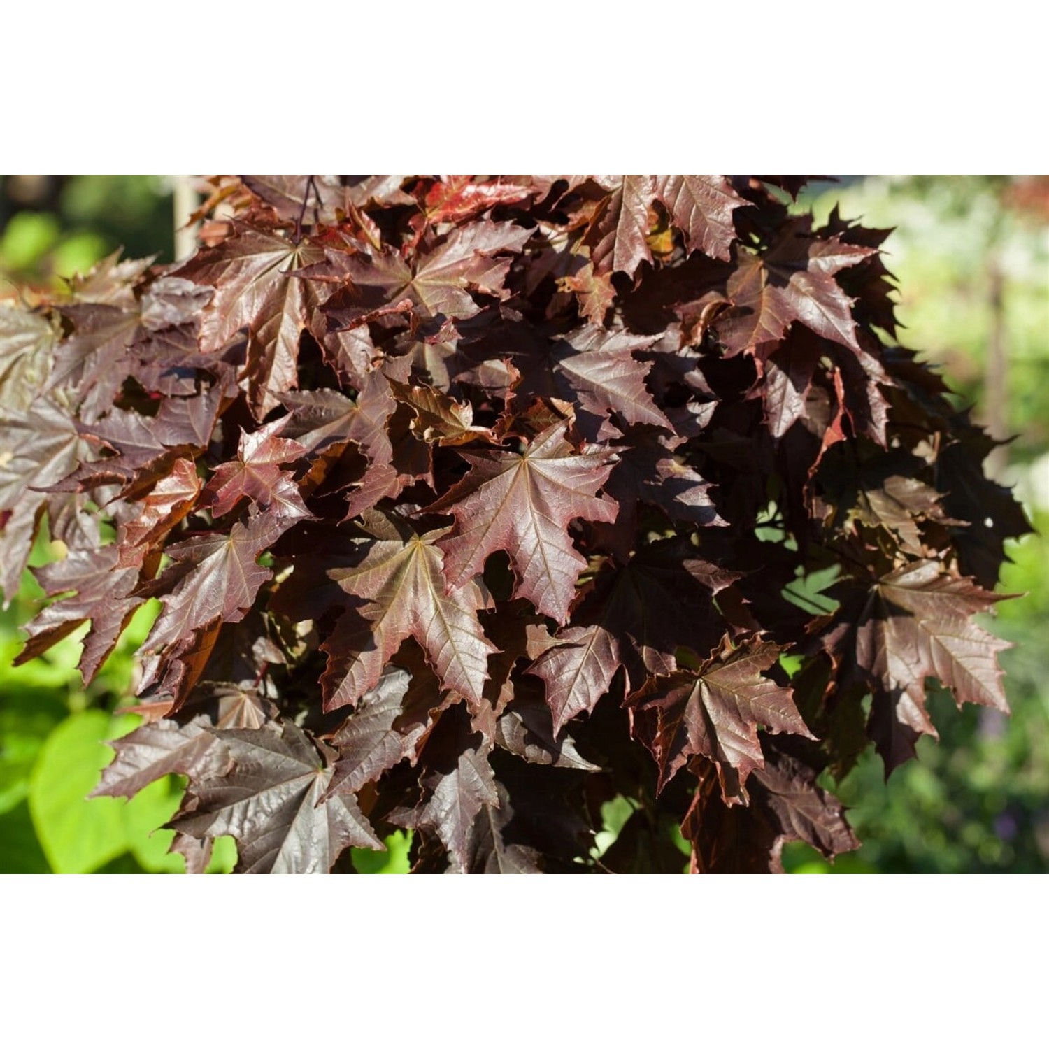 Acer Platanoides Crimson King Spitzahorn Dunkelrot Ca. 30 Liter Container günstig online kaufen
