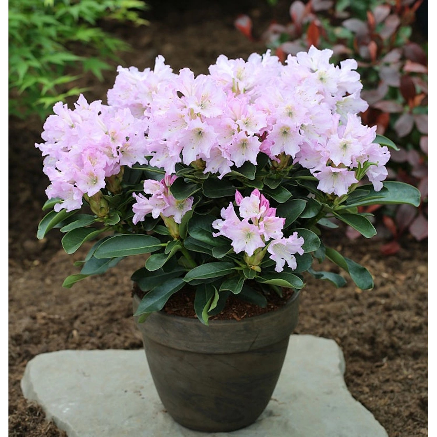 Großblumige Rhododendron Dufthecke lila 25-30cm - Alpenrose günstig online kaufen