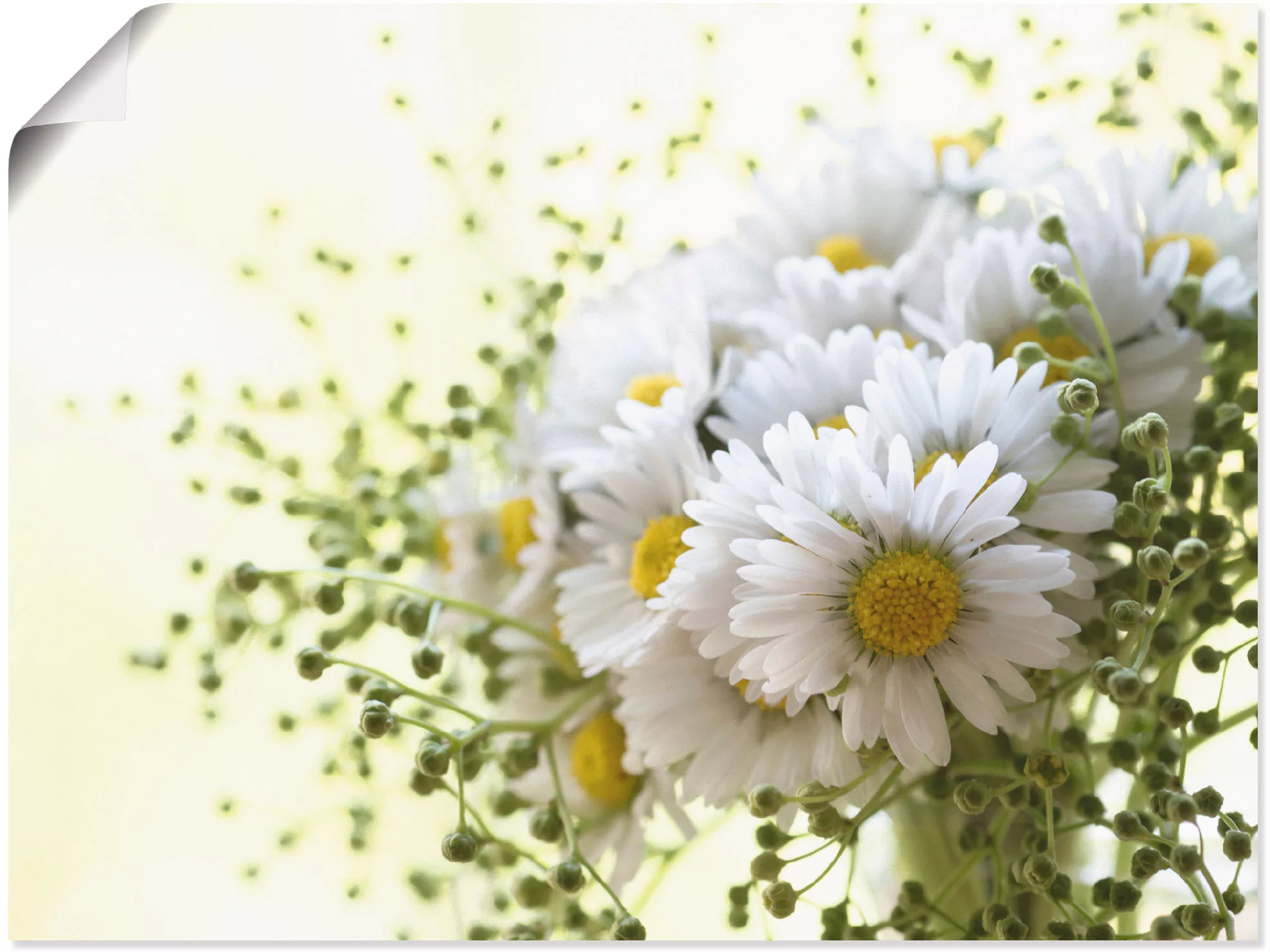 Artland Wandbild »Gänseblümchen und Hofstaat«, Blumen, (1 St.), als Leinwan günstig online kaufen