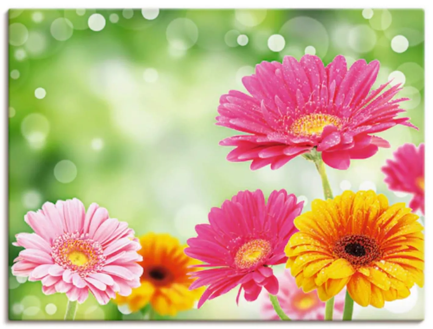 Artland Wandbild »Natürliche Romantik - Gerberas«, Blumen, (1 St.), als Lei günstig online kaufen