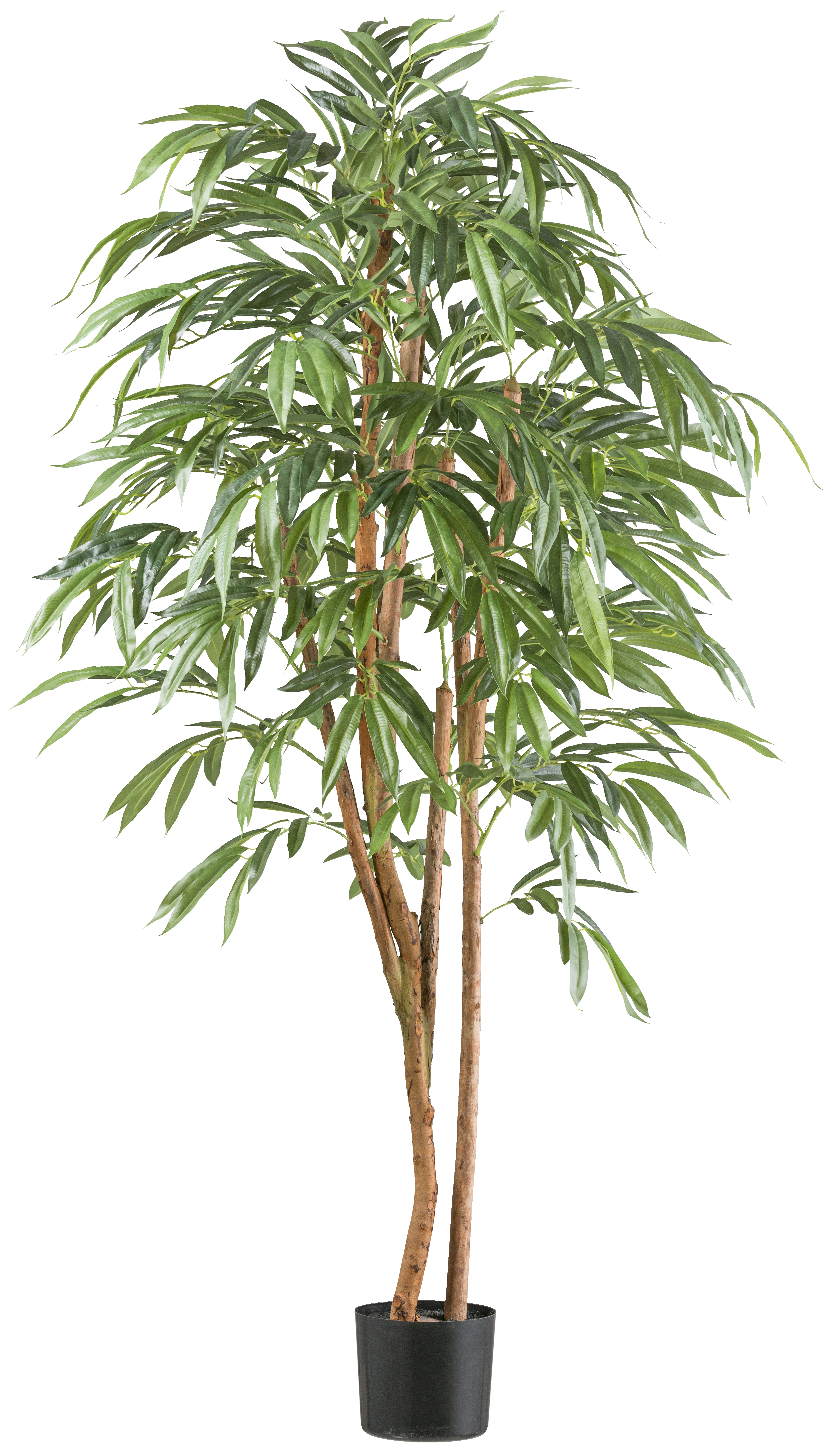 Creativ green Kunstpflanze "Ficus longifolia", mit Naturstamm günstig online kaufen