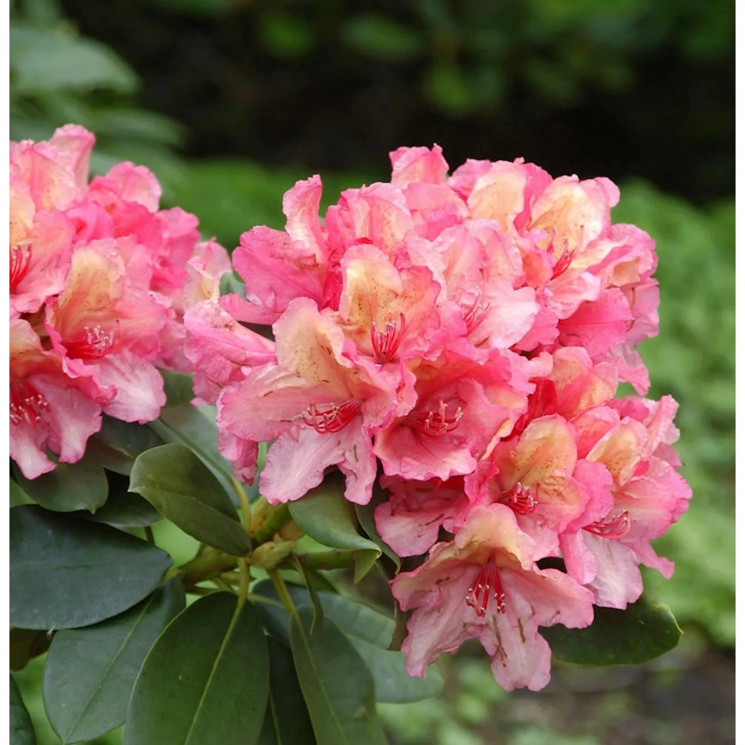 INKARHO - Rhododendron Lullaby 20-25cm - Rhododendron yakushimanum günstig online kaufen