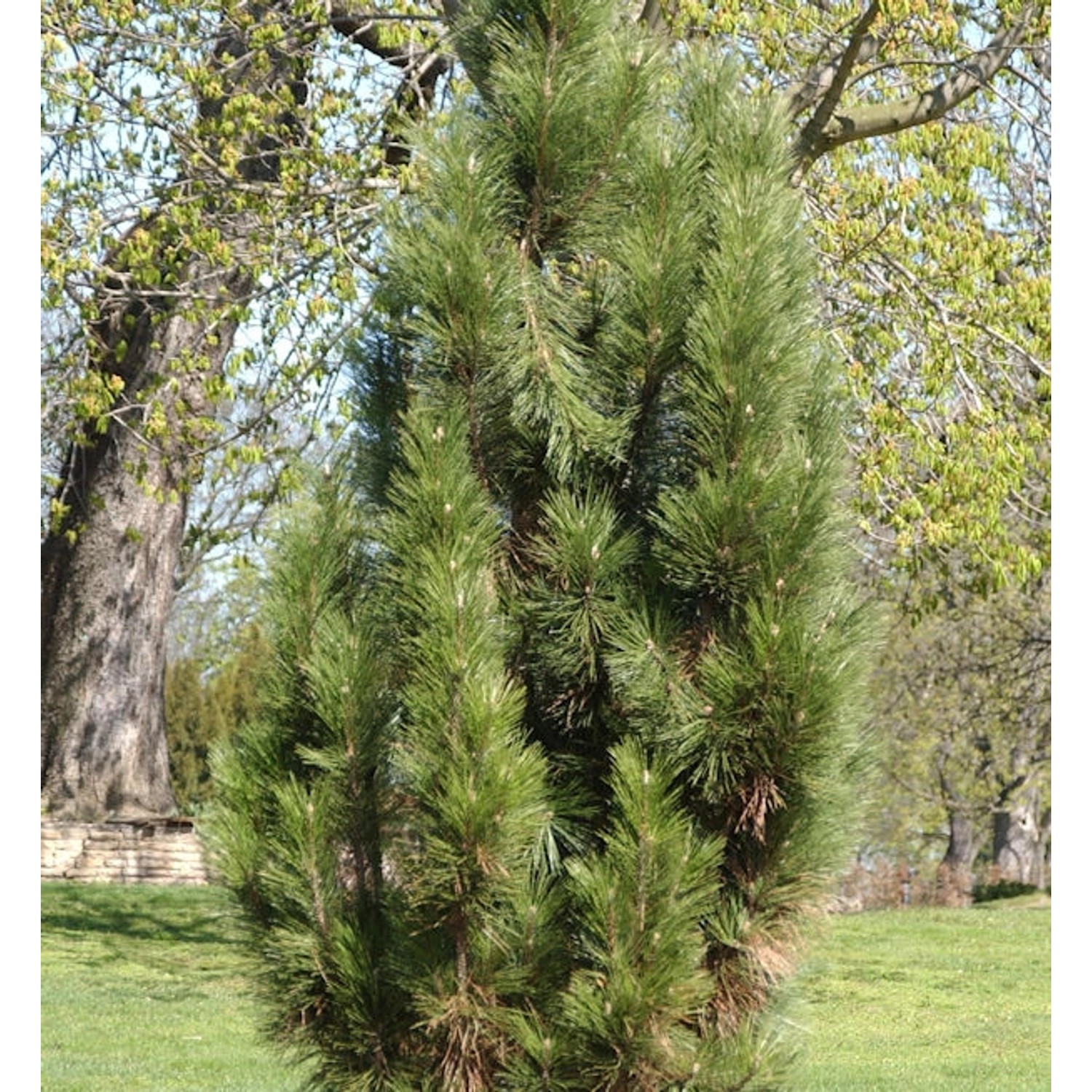 Säulen Schwarzkiefer 30-40cm - Pinus nigra günstig online kaufen