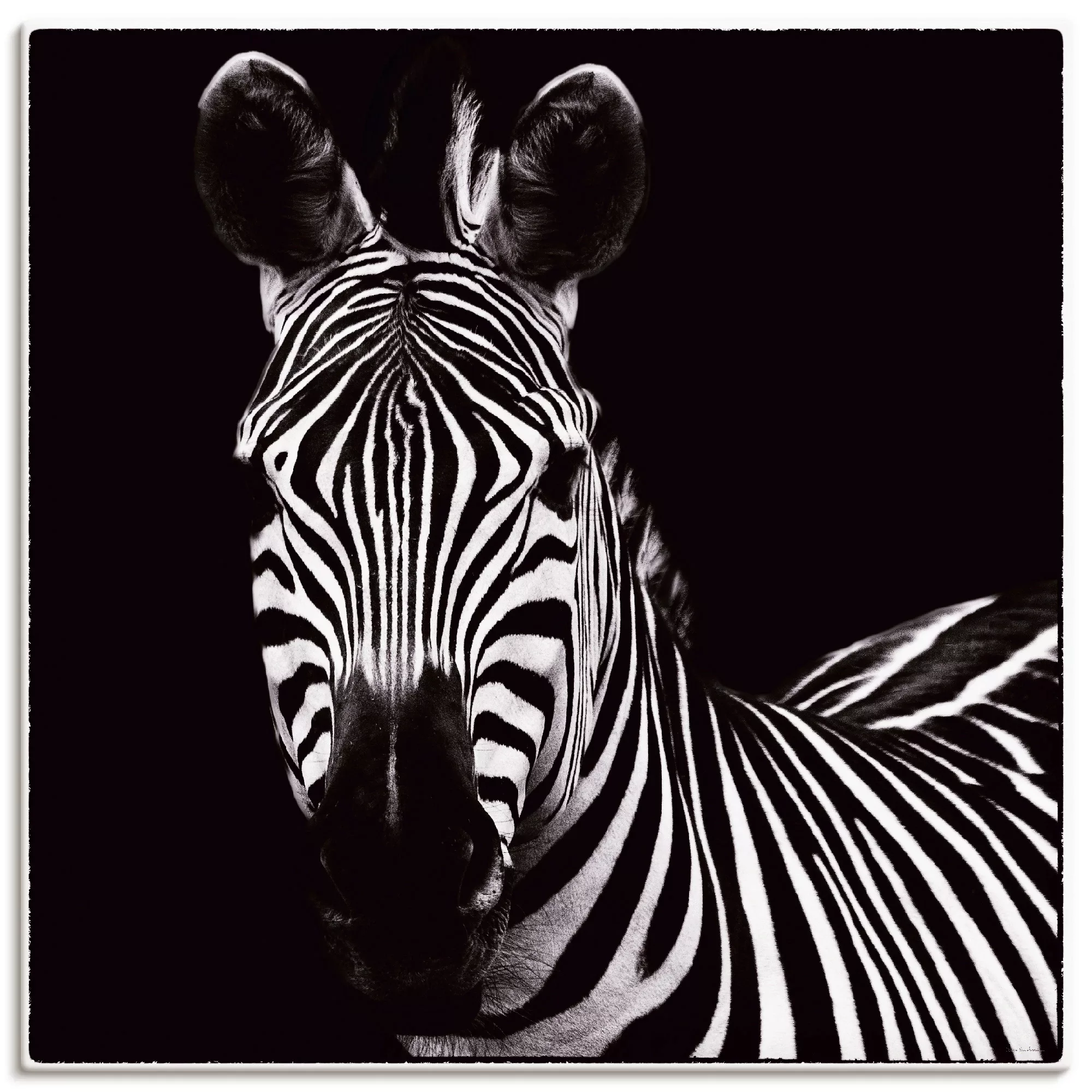 Artland Wandbild "Zebra II", Wildtiere, (1 St.), als Leinwandbild, Wandaufk günstig online kaufen