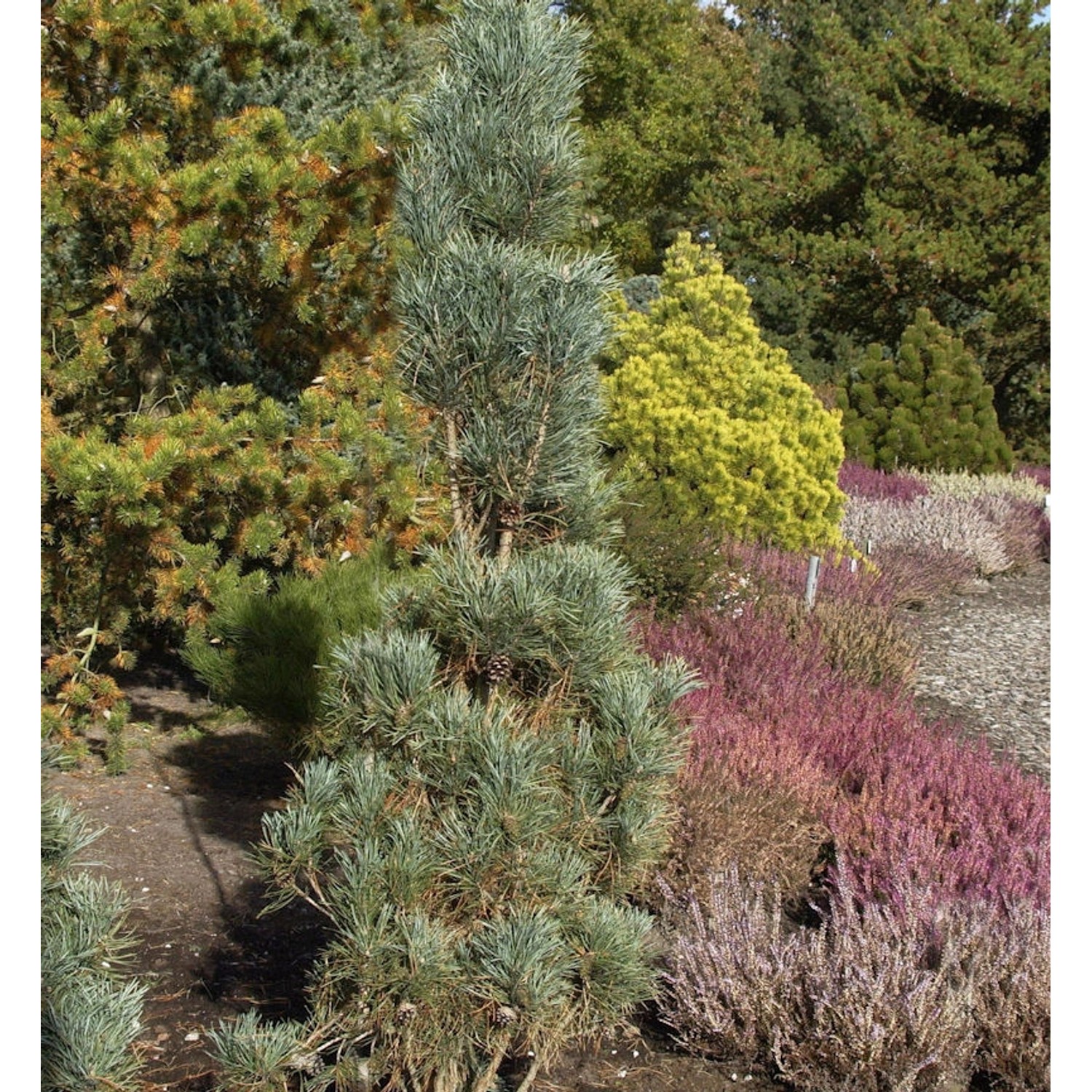 Säulenkiefer 80-100cm - Pinus sylvestris günstig online kaufen