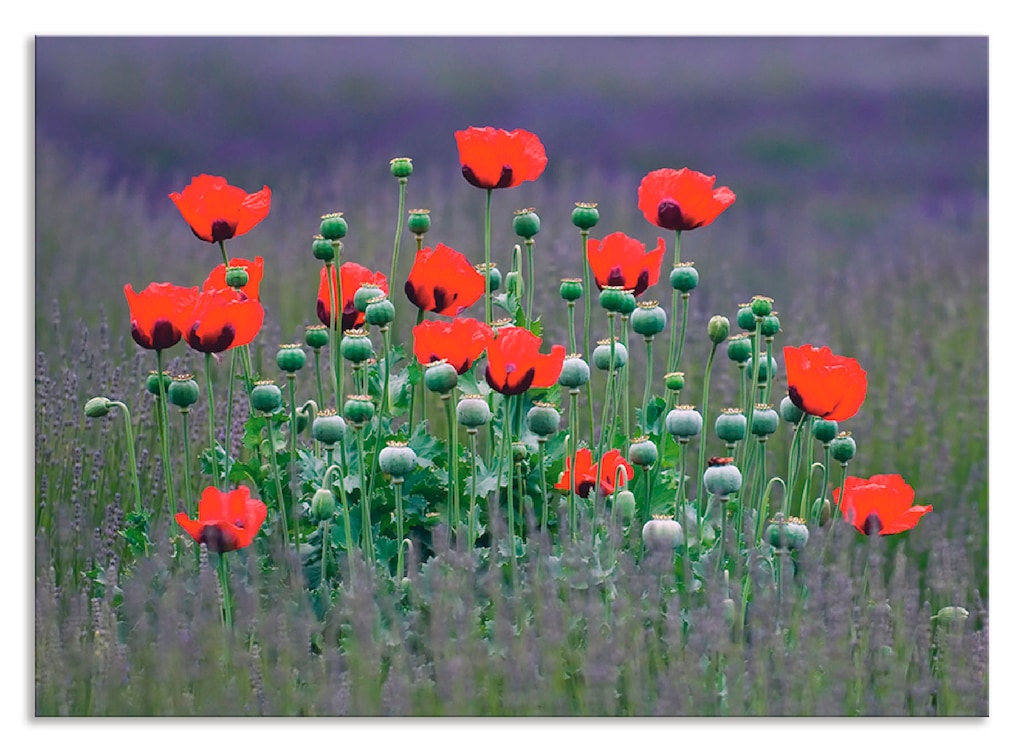 Artland Küchenrückwand "Lavendelfarm in Sequim - Mohnblumen", (1 tlg.), Alu günstig online kaufen