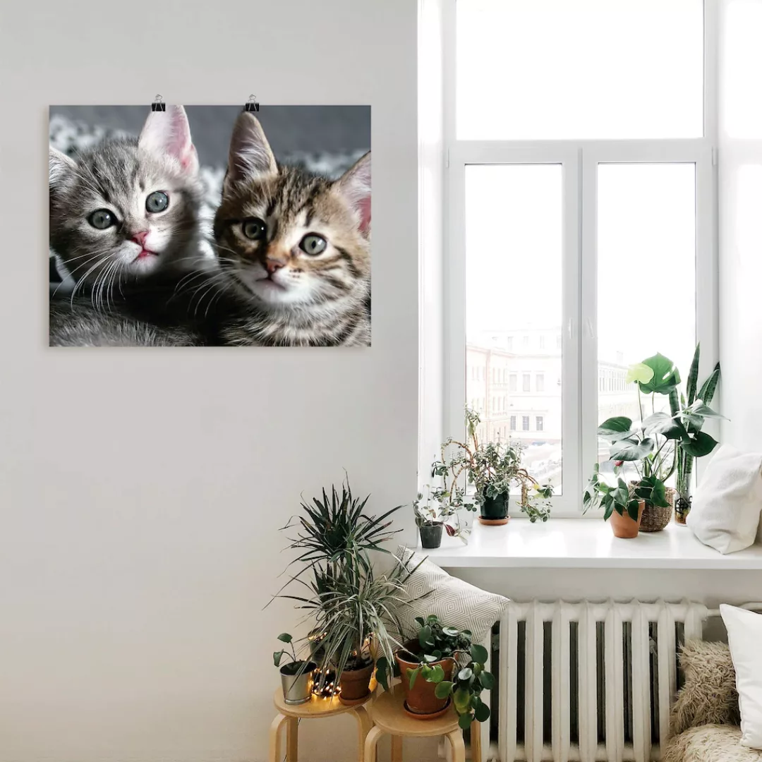 Artland Wandbild "Katze", Haustiere, (1 St.), als Alubild, Outdoorbild, Lei günstig online kaufen