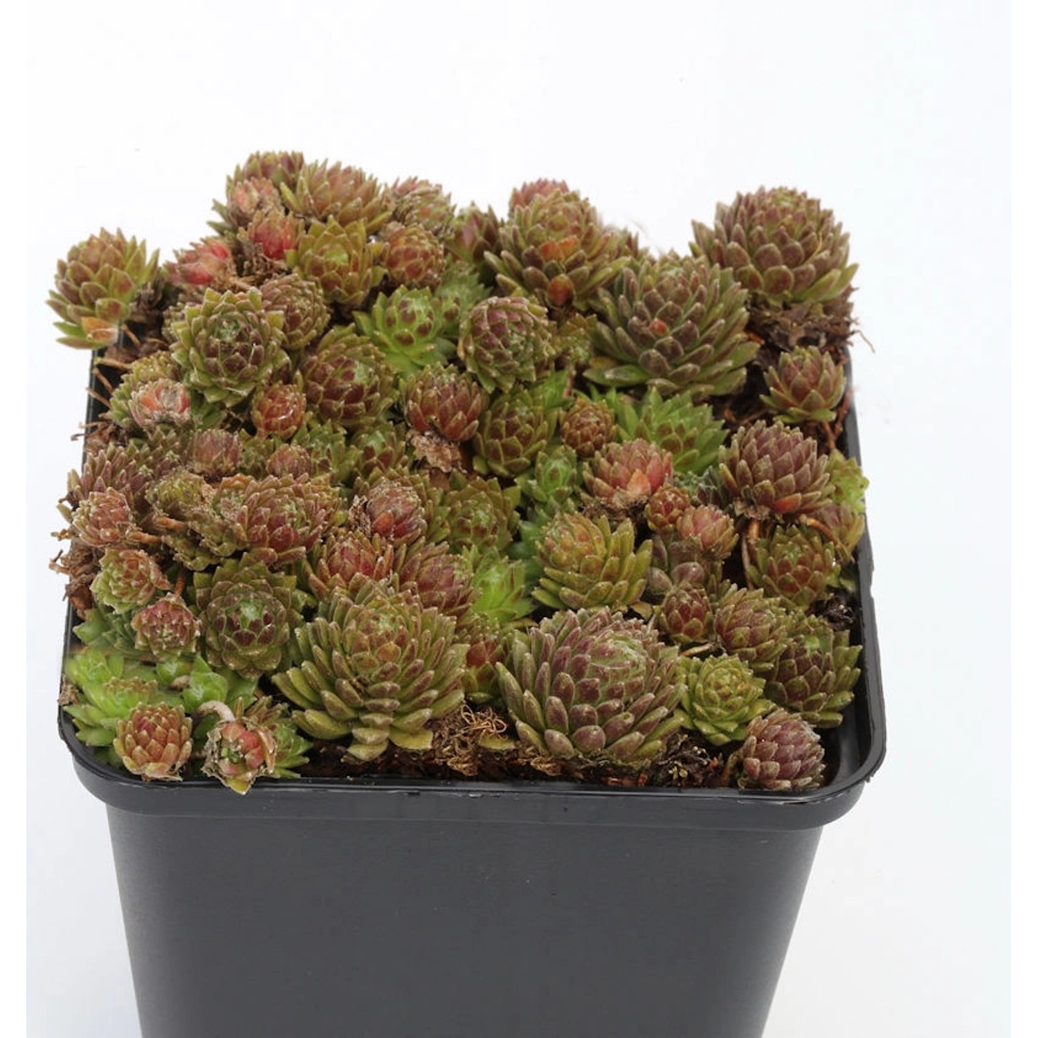 Dachwurz Kugelblitz - Sempervivum arachnoideum günstig online kaufen