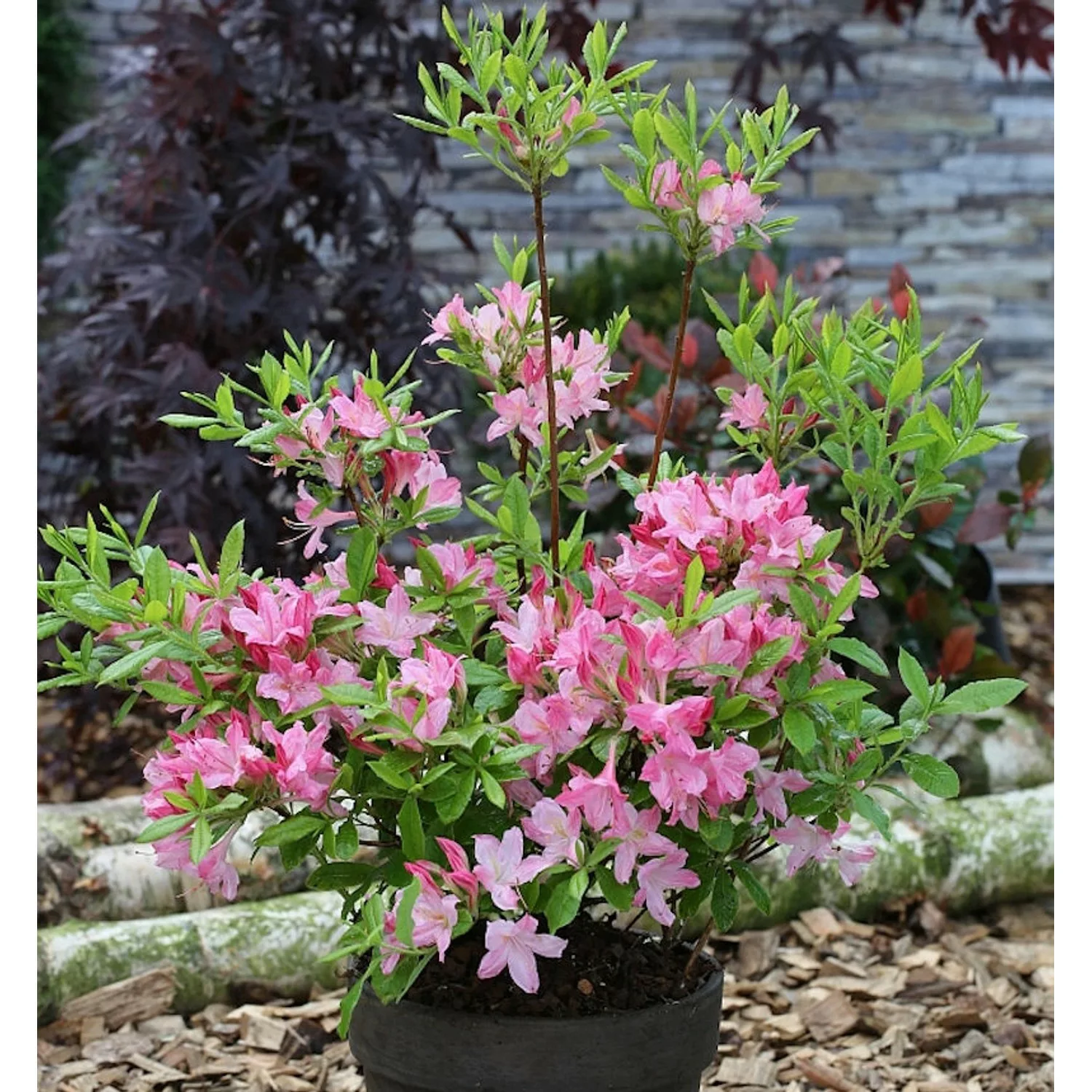 Hochstamm Rhododendron Rosata 60-80cm - Rhododendron viscosum günstig online kaufen