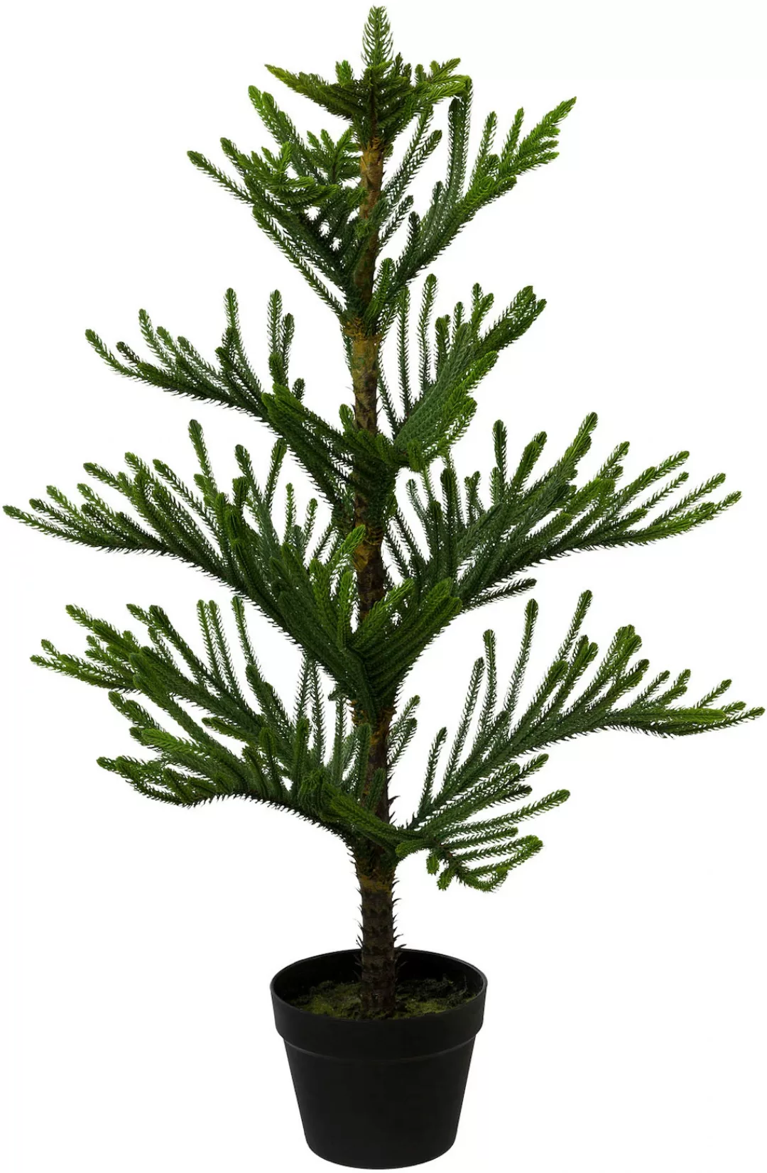 Creativ green Kunstpflanze "Araucarienbaum" günstig online kaufen