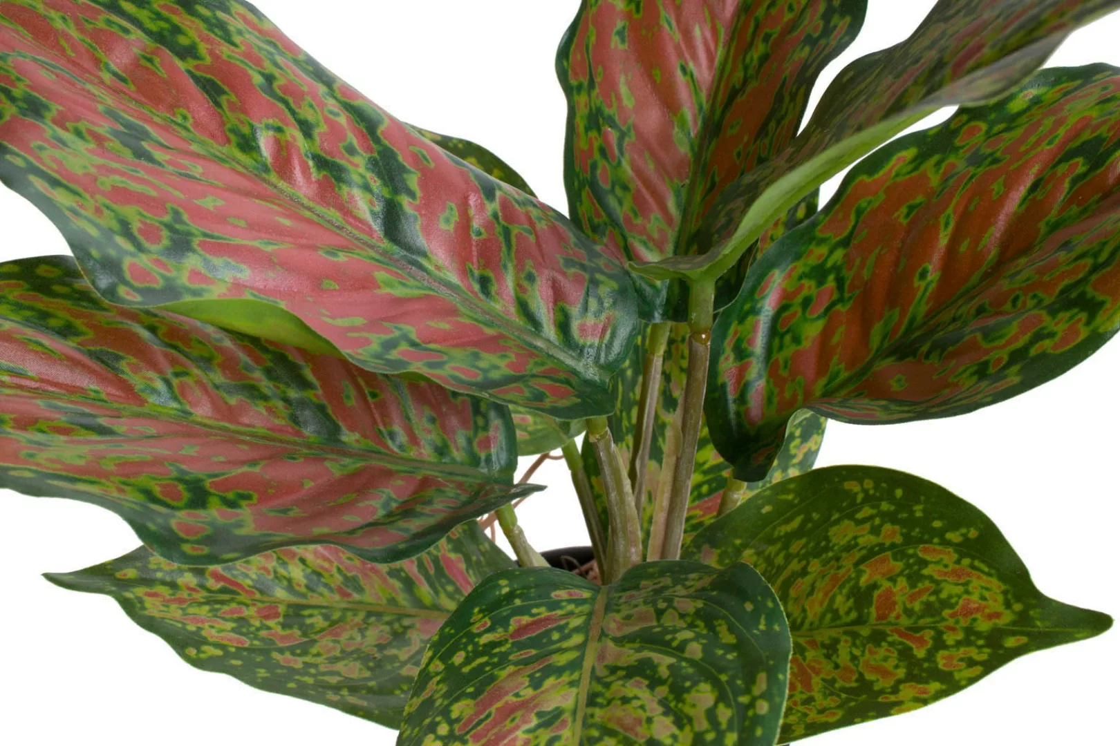 Botanic-Haus Künstliche Zimmerpflanze "Caladium" günstig online kaufen