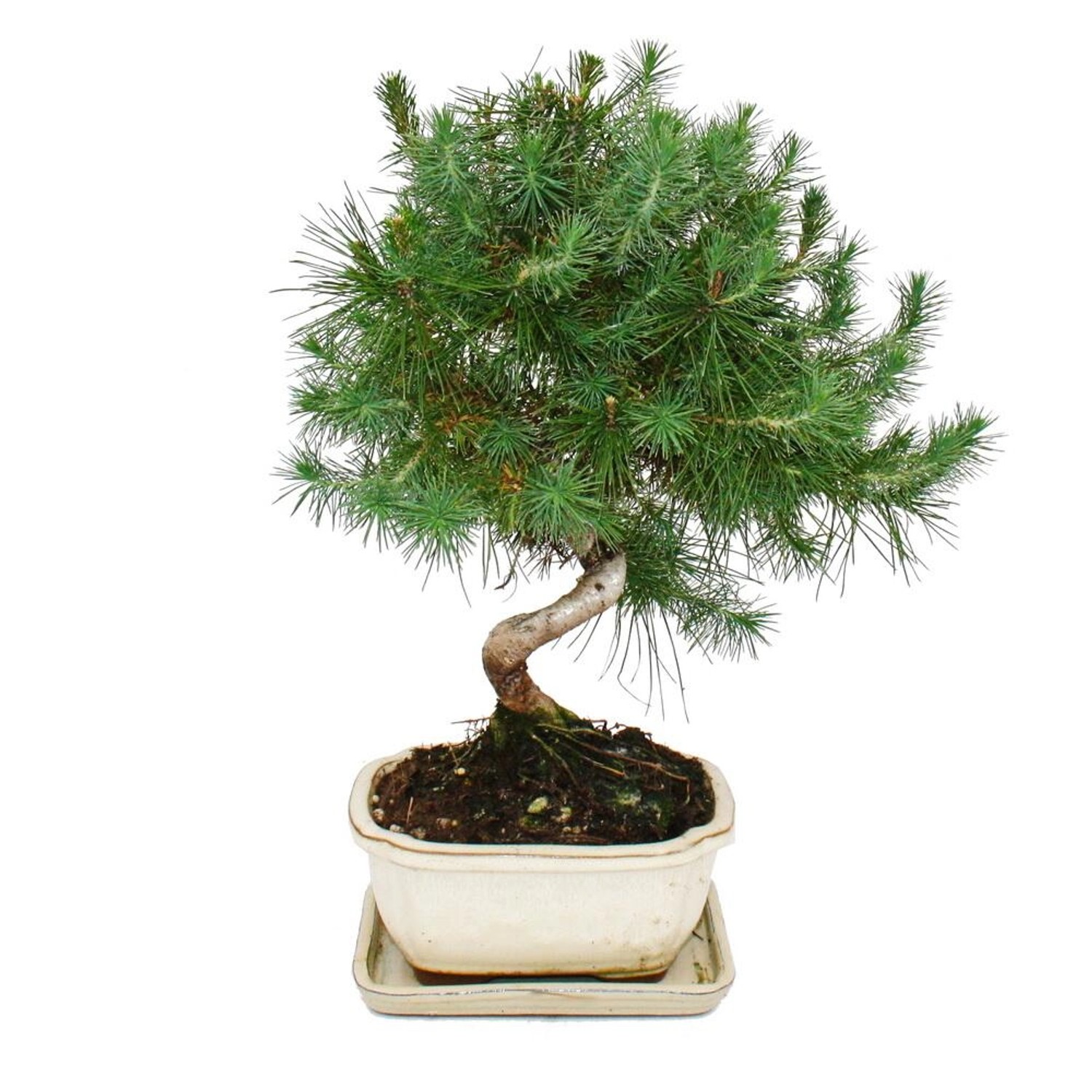 Exotenherz Bonsai Pinus Halepensis Aleppo-Kiefer ca. 7-8 Jahre Alt 16cm Sch günstig online kaufen