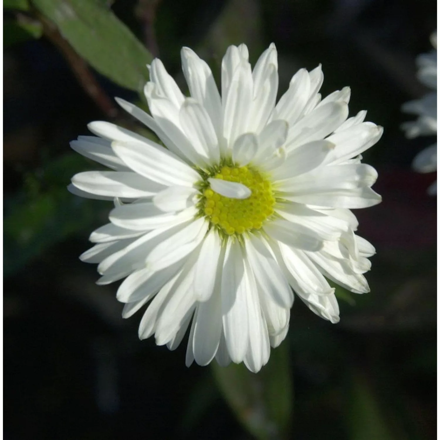 Glattblattaster Bonningdale White - Aster novi belgii günstig online kaufen