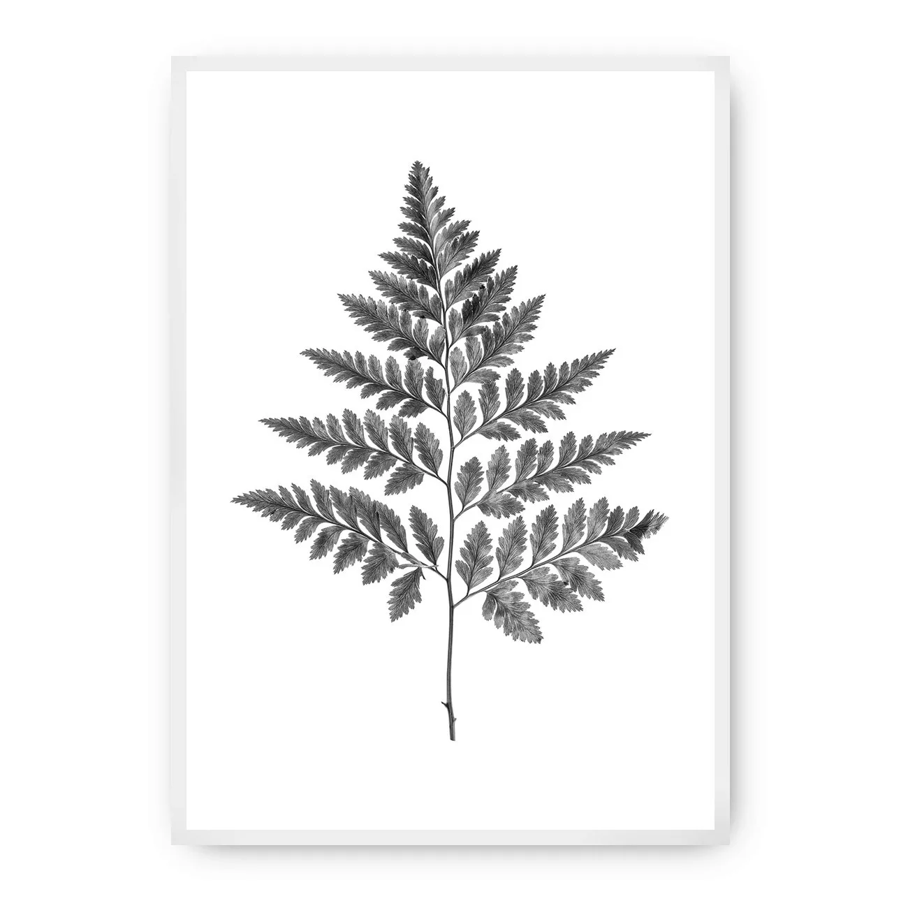 Poster Fern Grey, 50 x 70 cm, Rahmen wählen: weiss günstig online kaufen