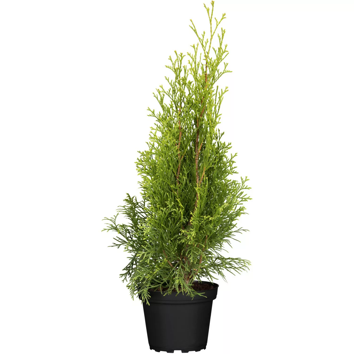 Lebensbaum Smaragd 8 Stück 2 m Hecke Höhe ca. 30 - 40 cm Thuja occidentalis günstig online kaufen