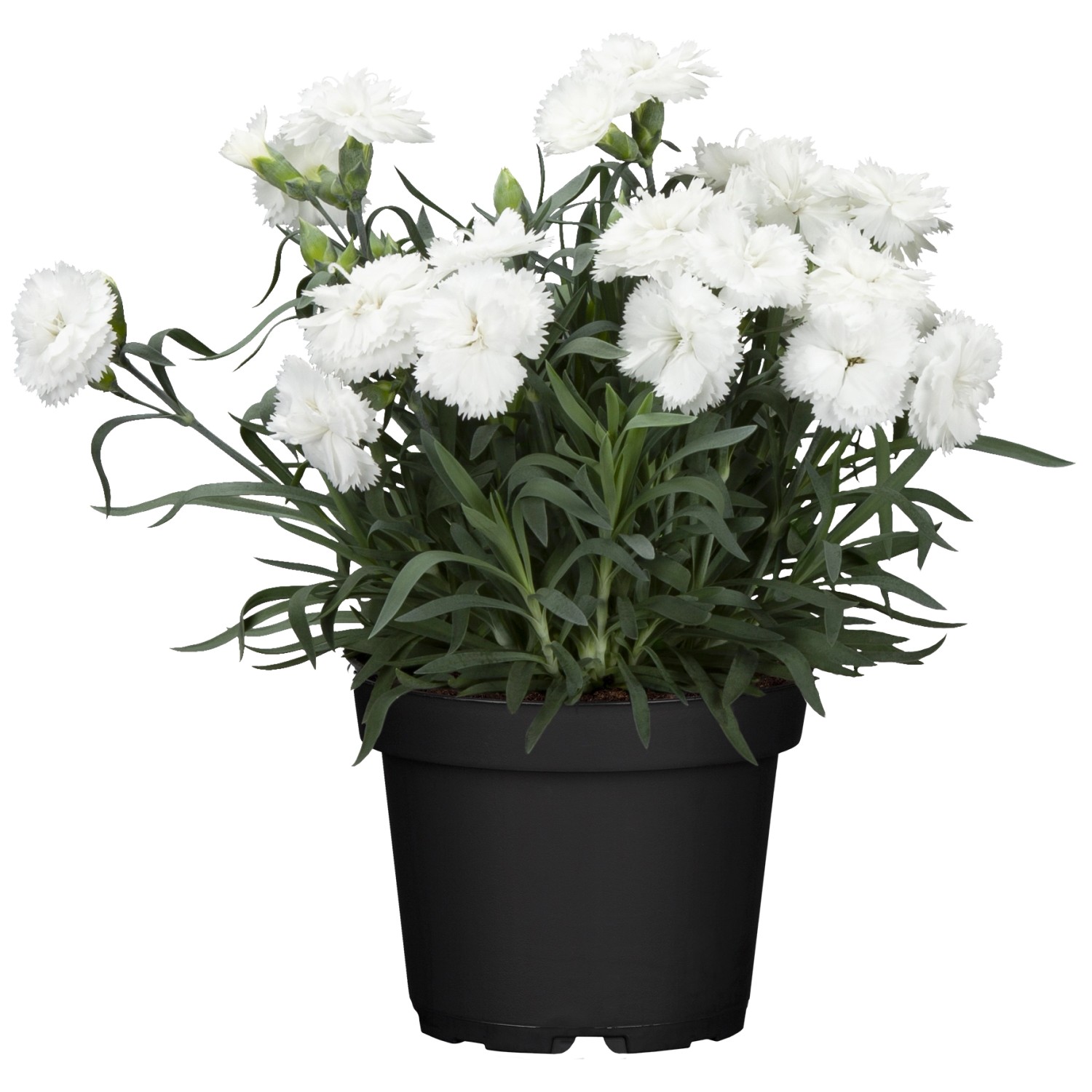 GROW by OBI Federnelke Haytor  Topf-Ø ca. 9 cm x 9 cm Dianthus plumarius günstig online kaufen