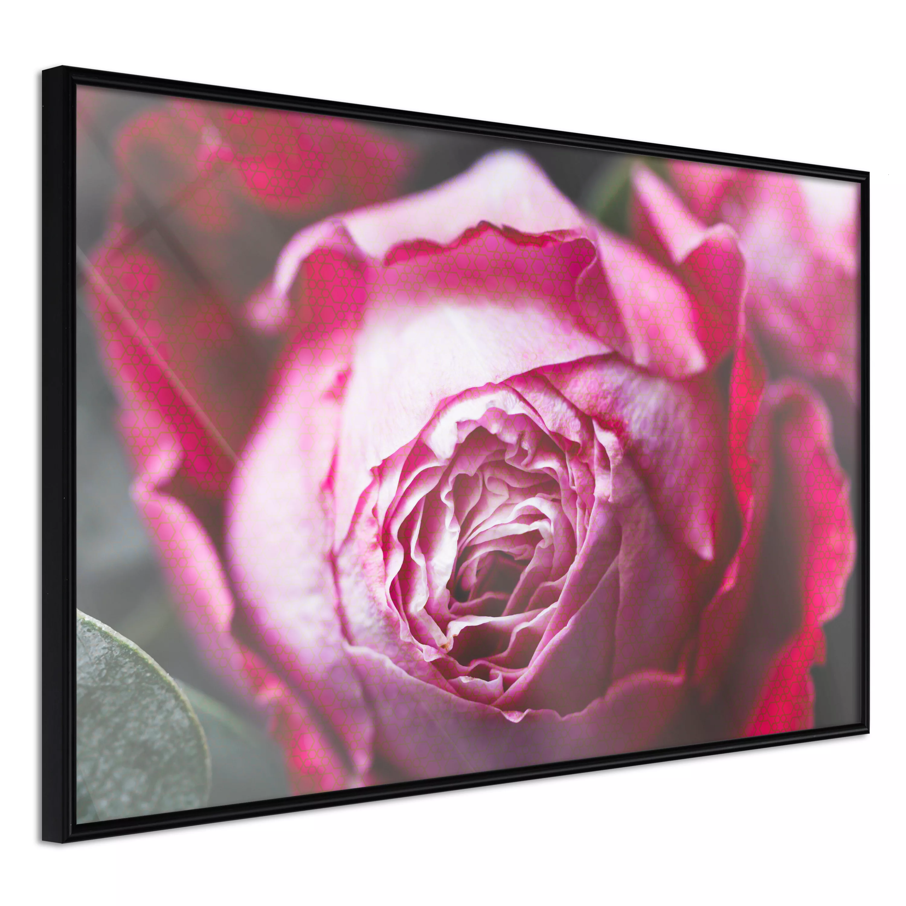 Poster - Blooming Rose günstig online kaufen
