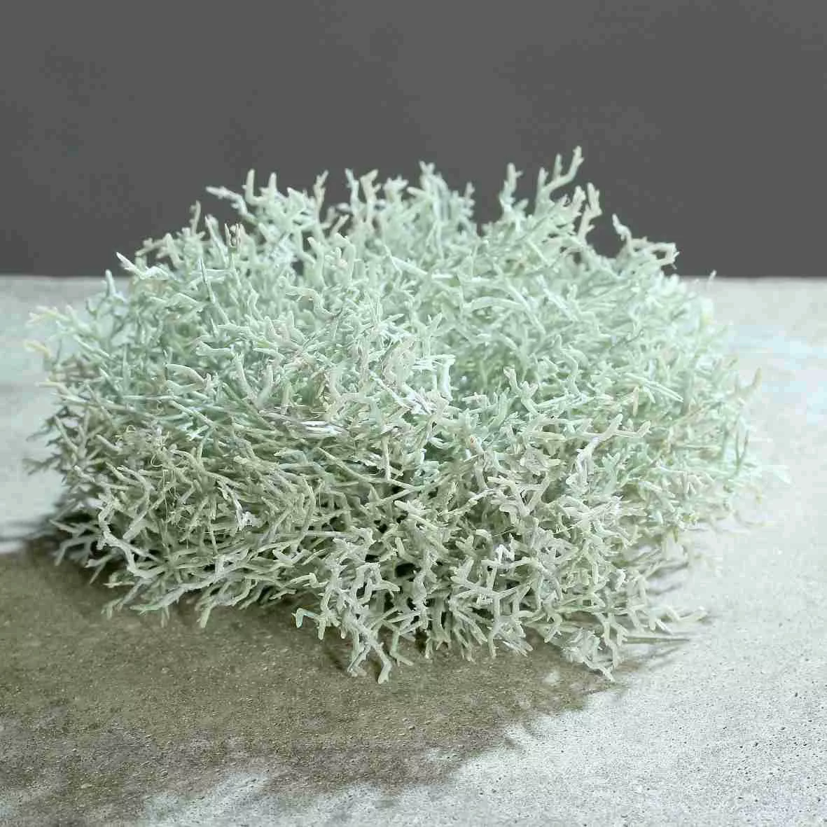 Kunstblume Korallenbusch frosted 15cm günstig online kaufen