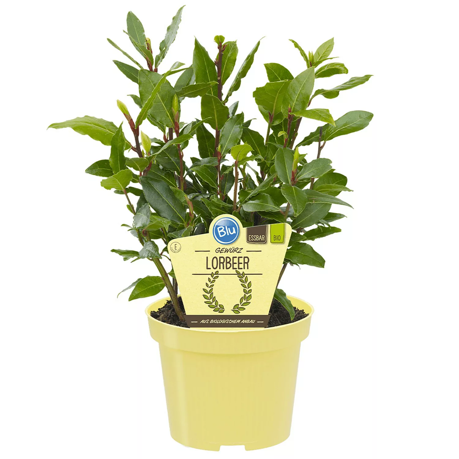 Blu Lorbeerbaum Topf-Ø ca. 12 cm günstig online kaufen