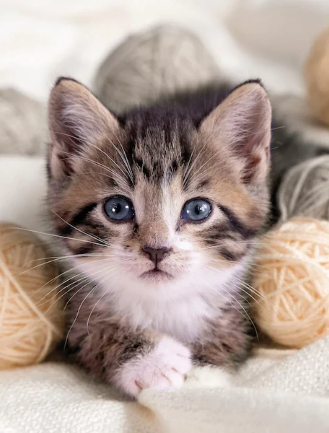 KiNZLER Wohndecke »Mikrofaser Fotodruck "Katze"« günstig online kaufen