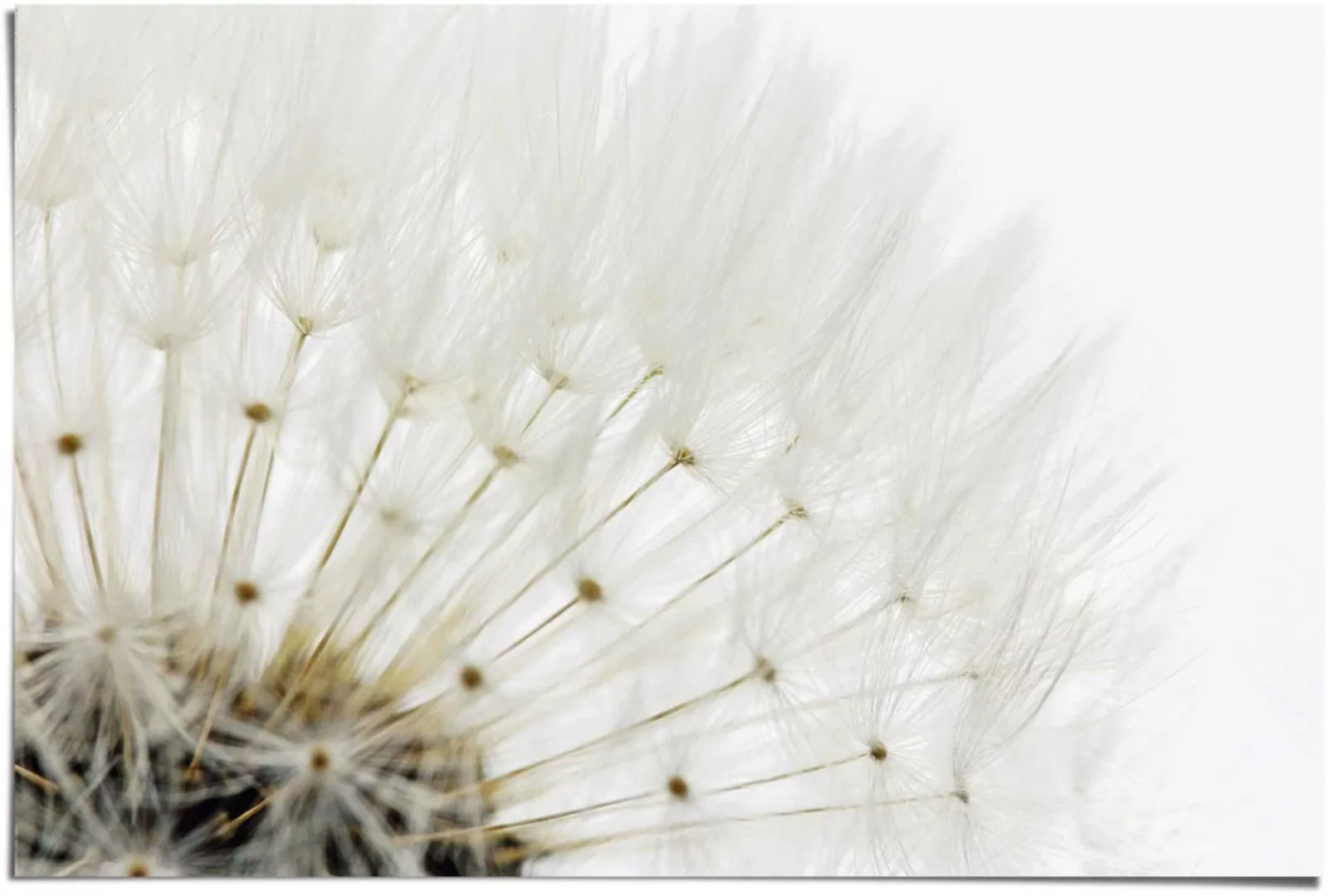 Reinders Poster "Pusteblume Weiß", (1 St.) günstig online kaufen