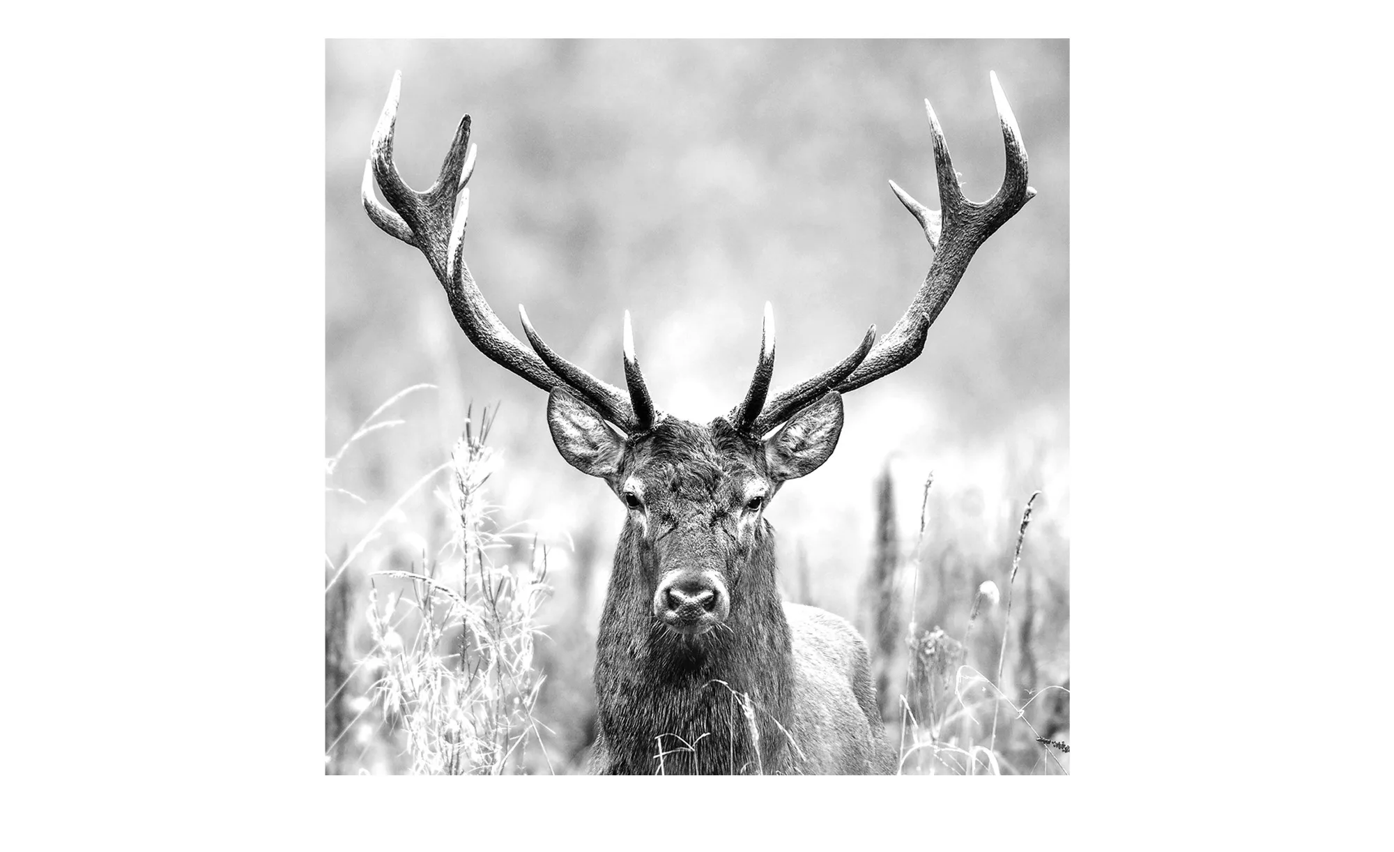 Glasbild 30x30 cm  Grey deer head II - 30 cm - 30 cm - Sconto günstig online kaufen