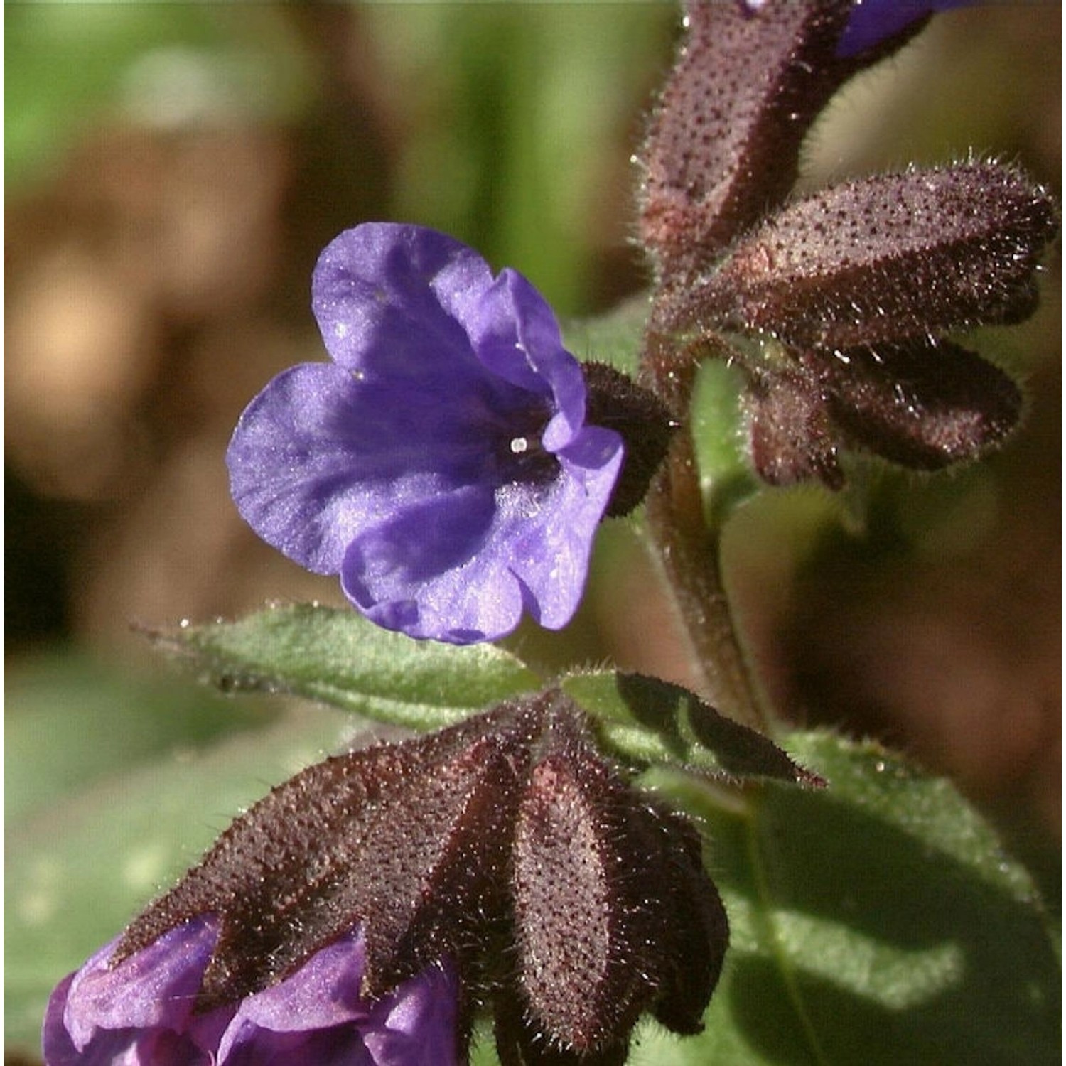 Lungenkraut Majeste - Pulmonaria saccharata günstig online kaufen