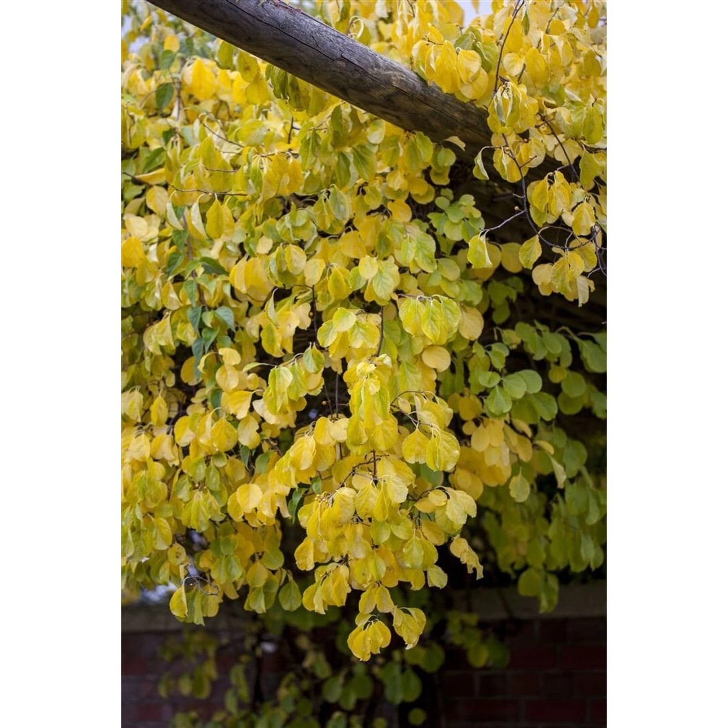 Celastrus Orbiculatus Kletterspindel 150–200 cm günstig online kaufen