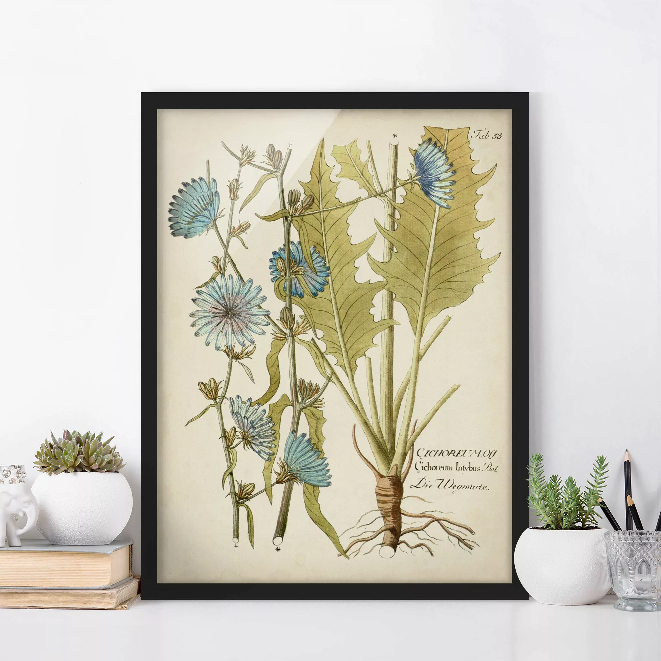 Bild mit Rahmen Blumen - Hochformat Vintage Botanik in Blau Wegwarte günstig online kaufen