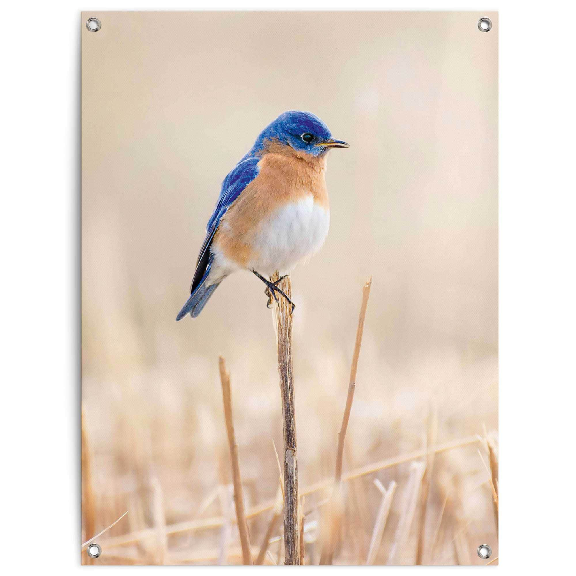 Reinders Poster "Blauer Vogel", Outdoor für Garten oder Balkon günstig online kaufen