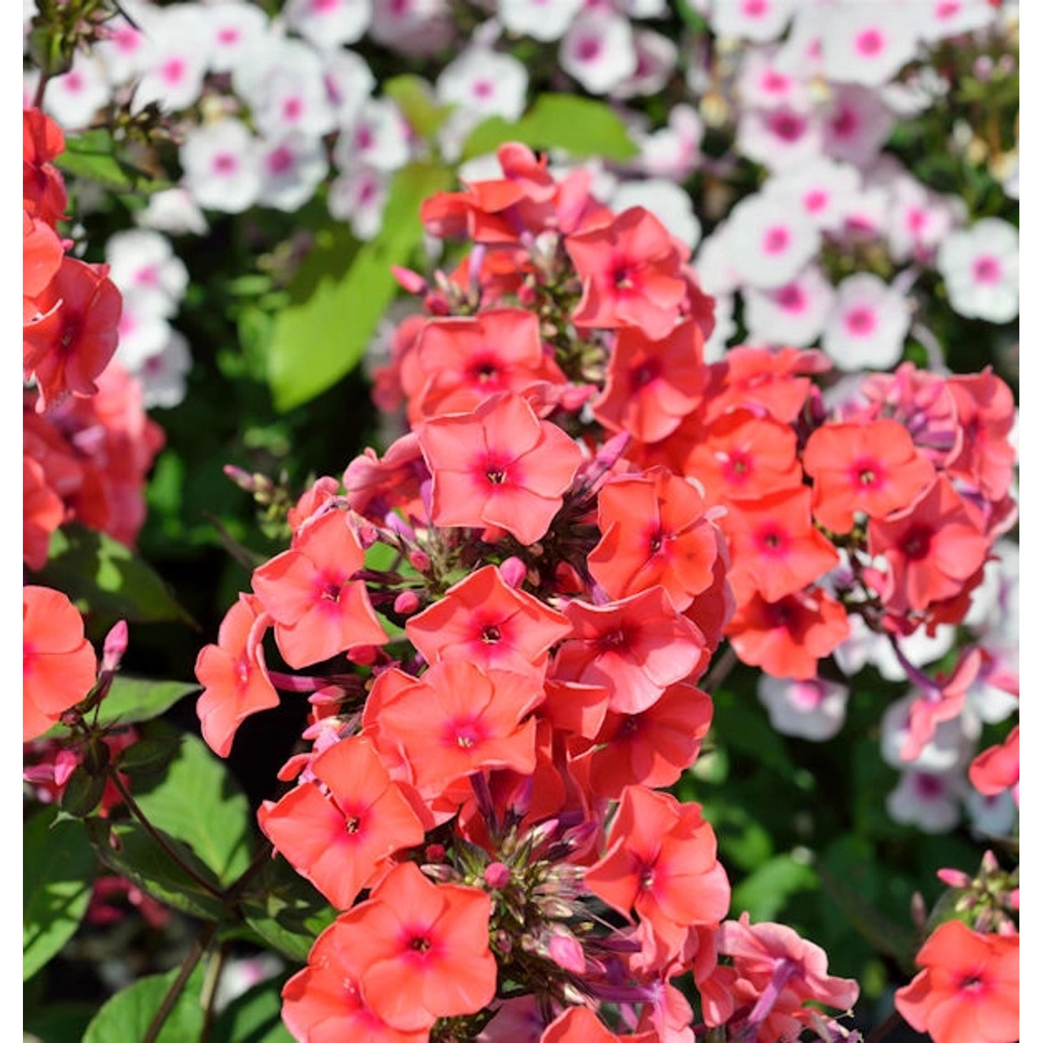 Große Garten-Flammenblume Orange - Phlox Paniculata günstig online kaufen