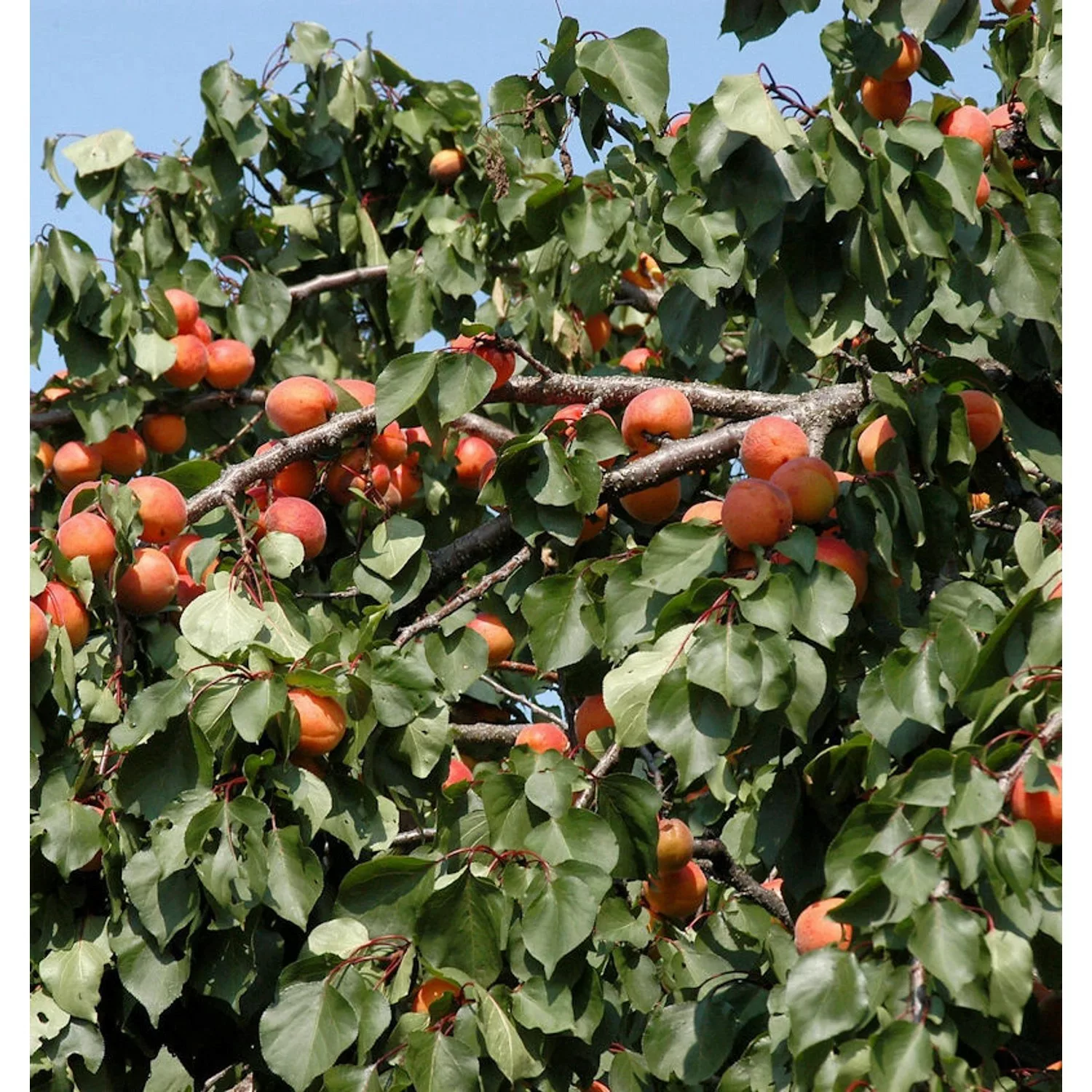 Aprikose Temporao de Villa Franca 60-80cm - Prunus armeniaca günstig online kaufen