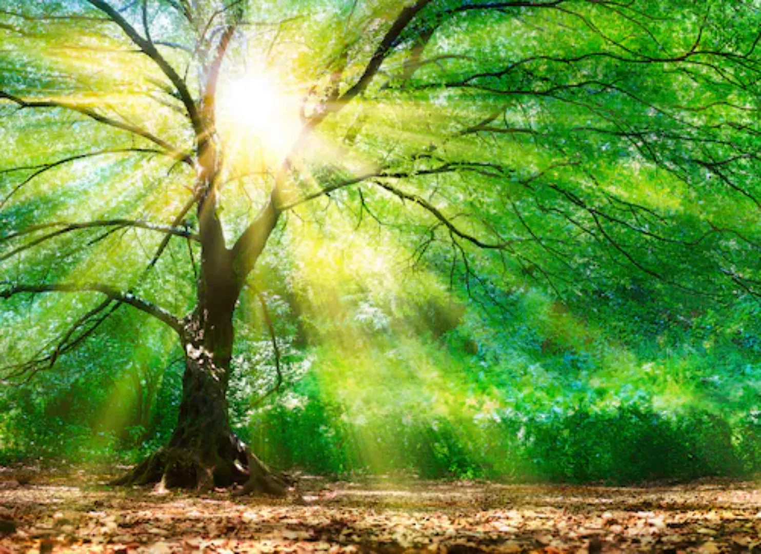 Fototapete Wald Sonnenstrahlen Grün Gelb Braun 3,50 m x 2,55 m FSC® günstig online kaufen
