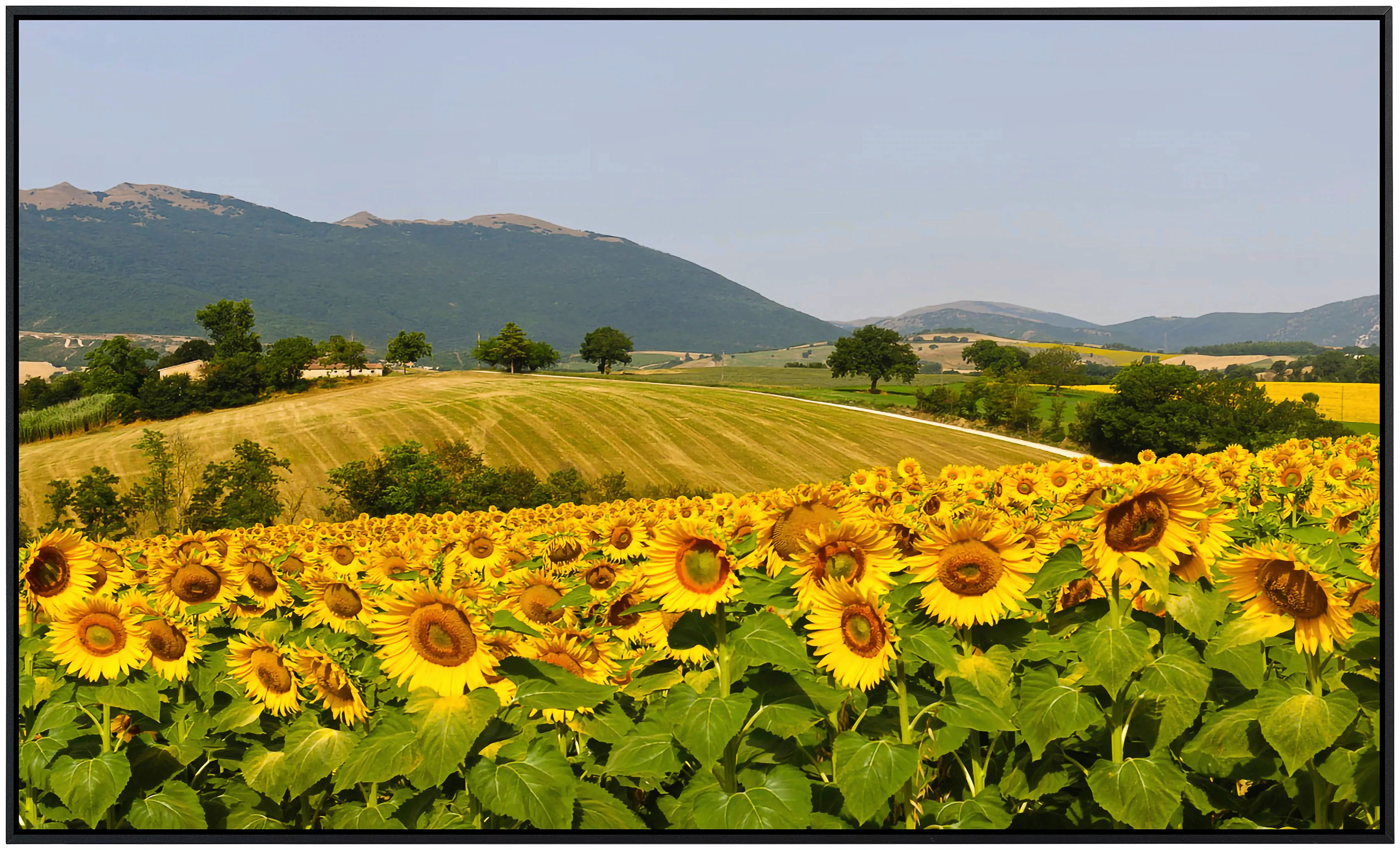 Papermoon Infrarotheizung »Sonnenblumenfeld« günstig online kaufen