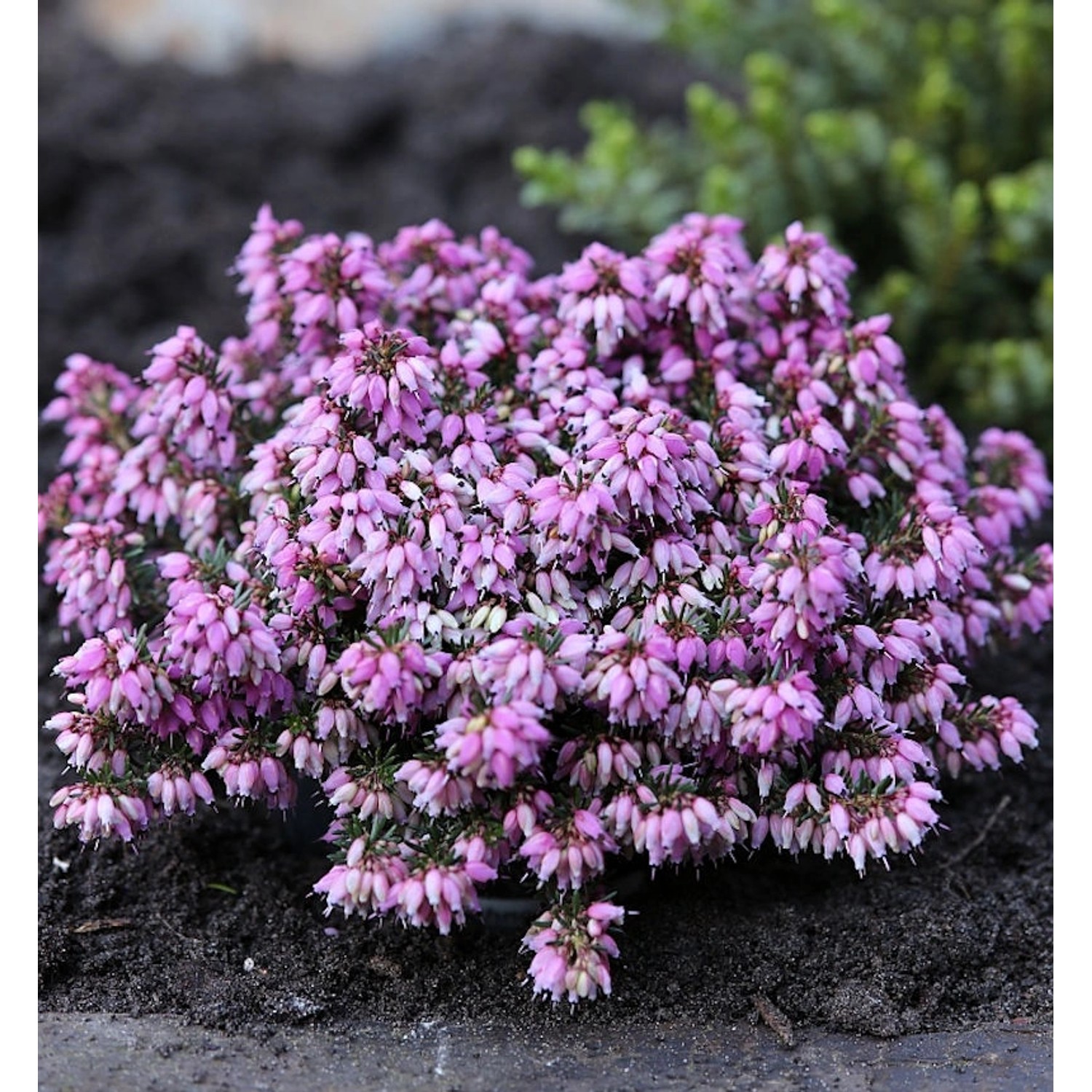 10x Winterheide Rosantha - Erica carnea günstig online kaufen