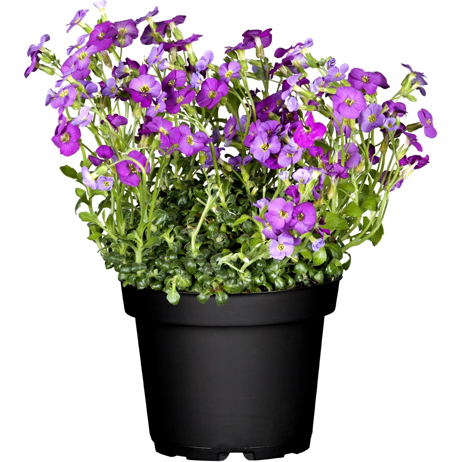 Blaukissen Tauricola Violett Topf-Ø ca. 9 cm x 9 cm Aubrieta günstig online kaufen