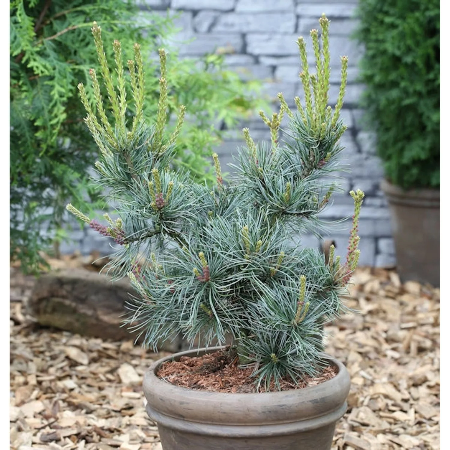 Blaue Mädchenkiefer Glauca 30-40cm - Pinus parviflora günstig online kaufen