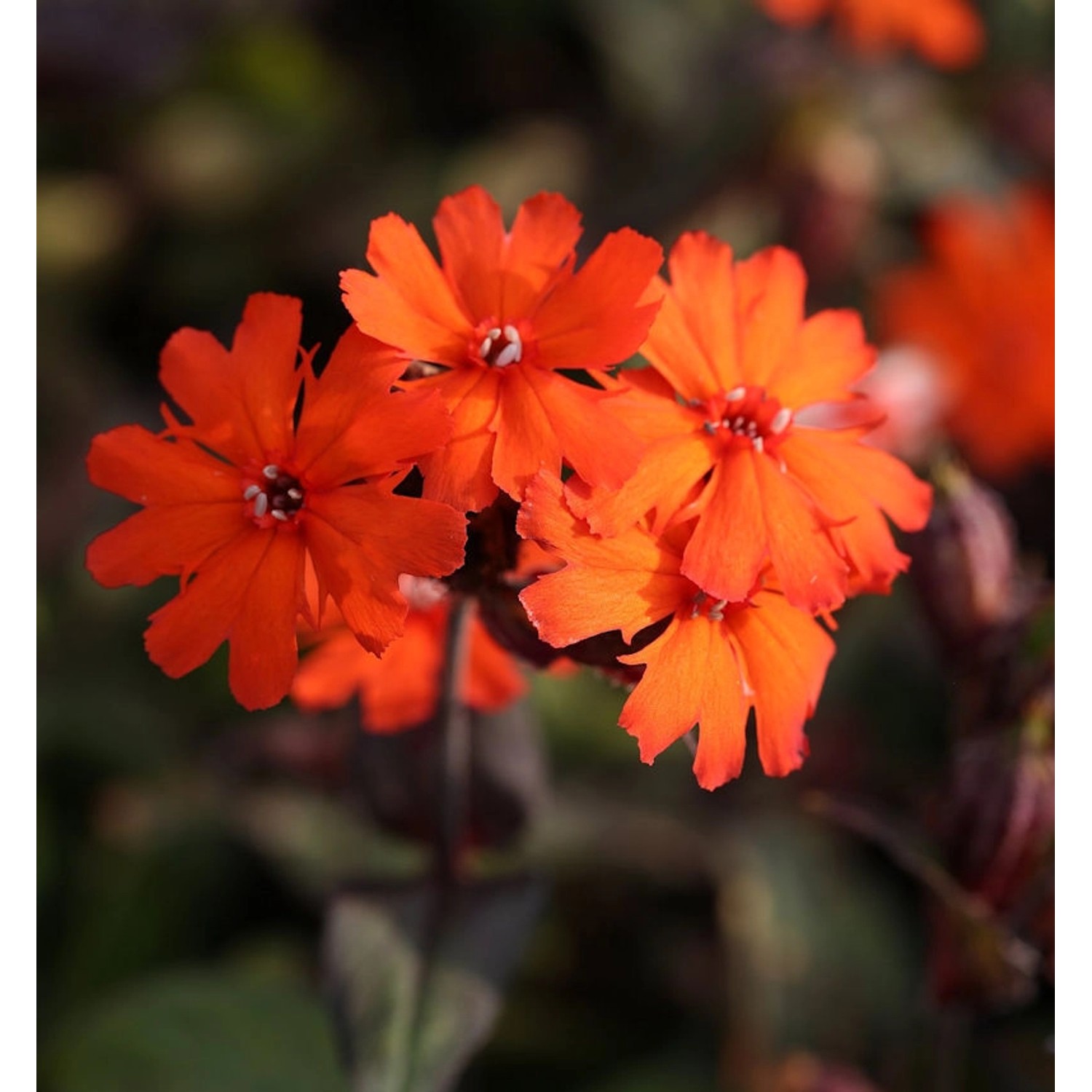 Orangerote Lichtnelke Vesuvius - Lychnis arkwrightii günstig online kaufen