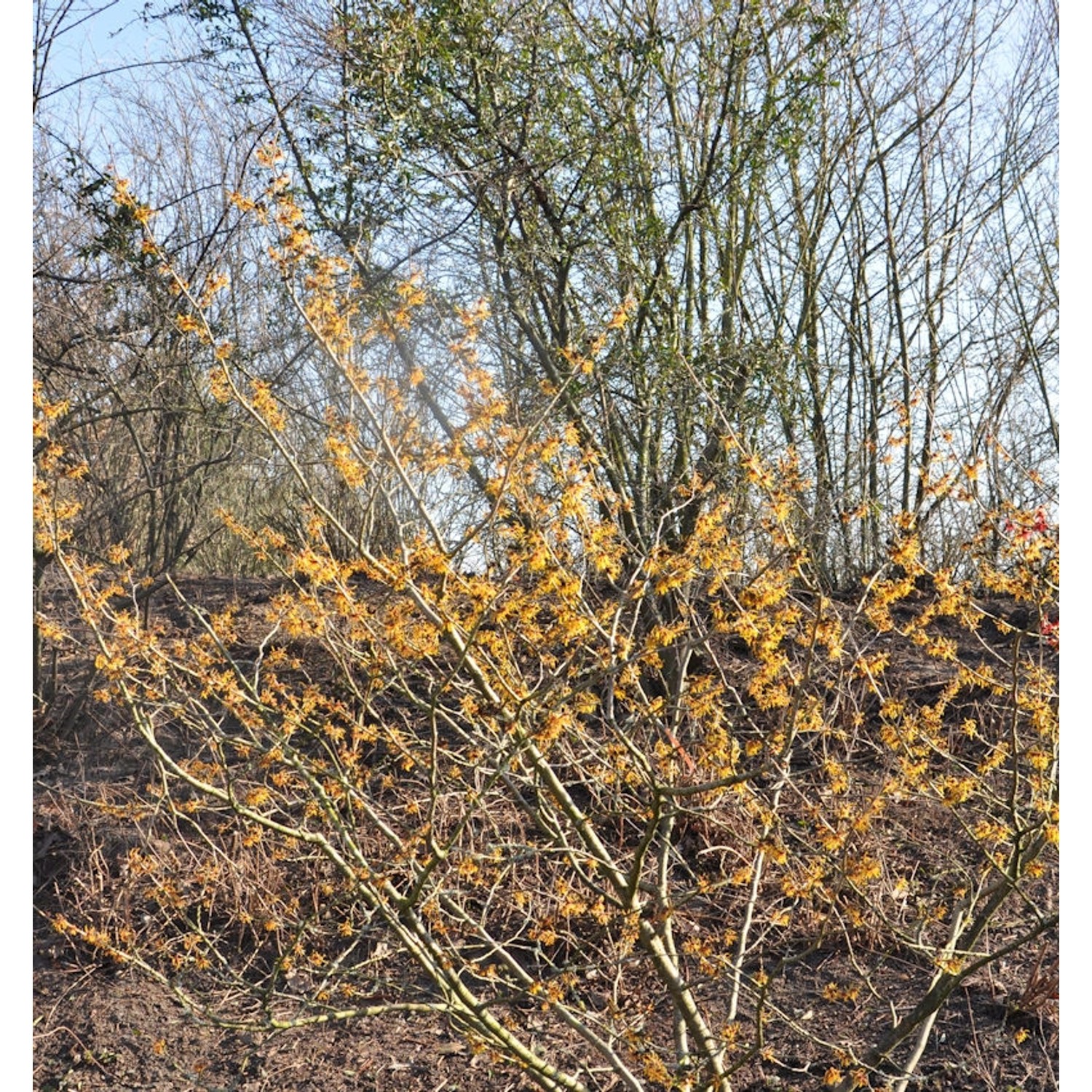 Zaubernuß Orange Beauty 60-80cm - Hamamelis intermedia günstig online kaufen